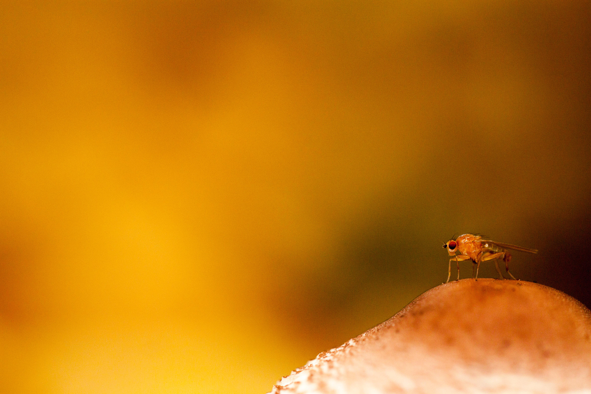 Sigma 150mm f/2.8 EX DG OS HSM APO Macro sample photo. King of the mushroom photography