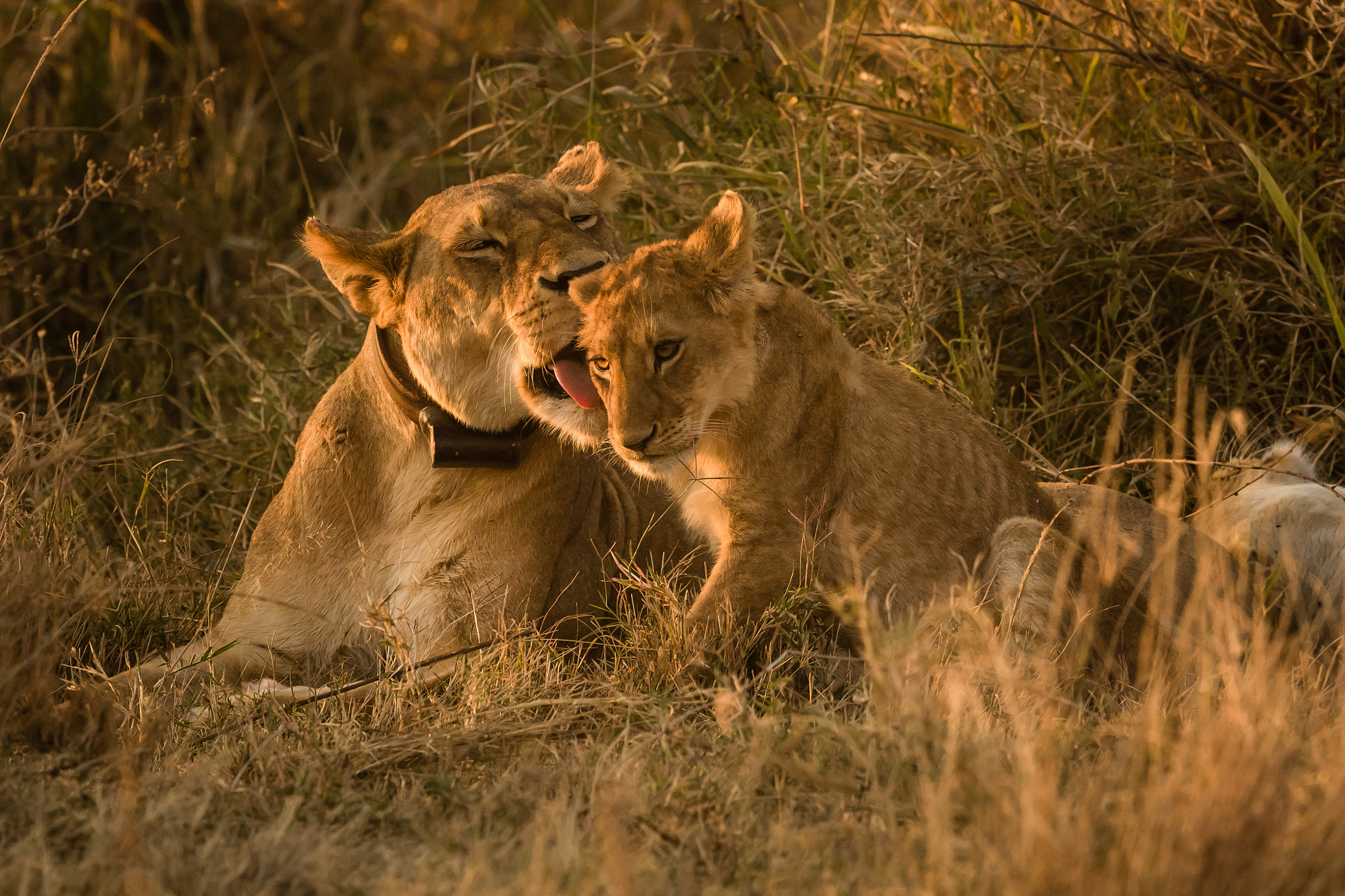 Canon EF 500mm F4L IS II USM sample photo. Loving queen photography