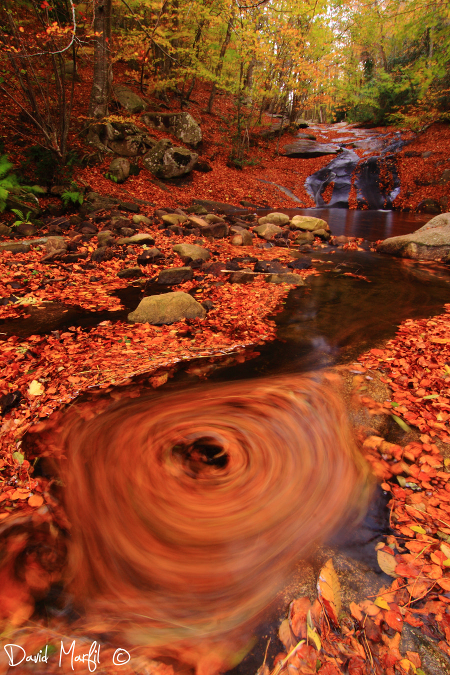 Tokina AT-X Pro 12-24mm F4 (IF) DX sample photo. Autumn photography