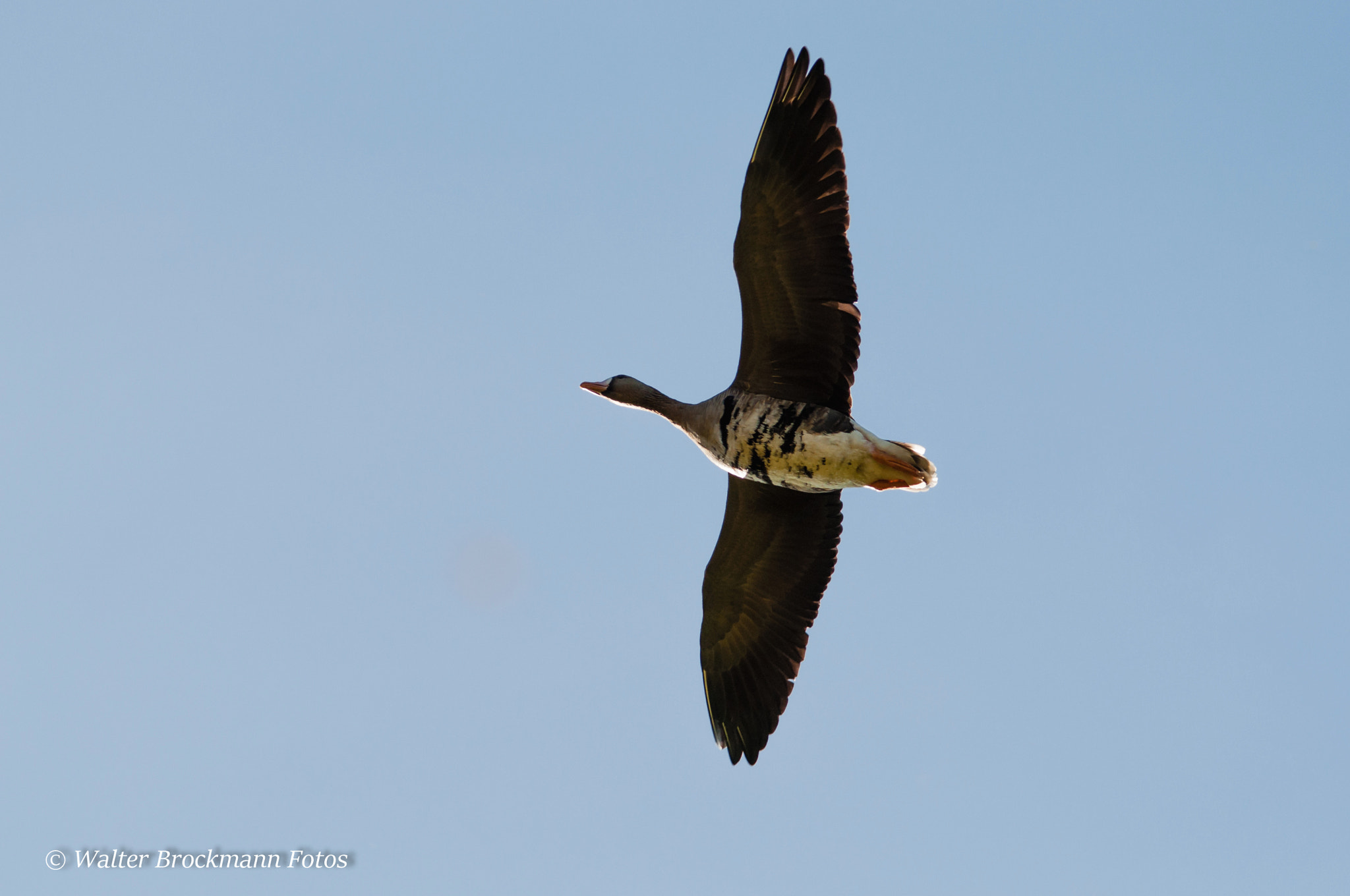 Sigma 150-500mm F5-6.3 DG OS HSM sample photo. Gans/goose photography