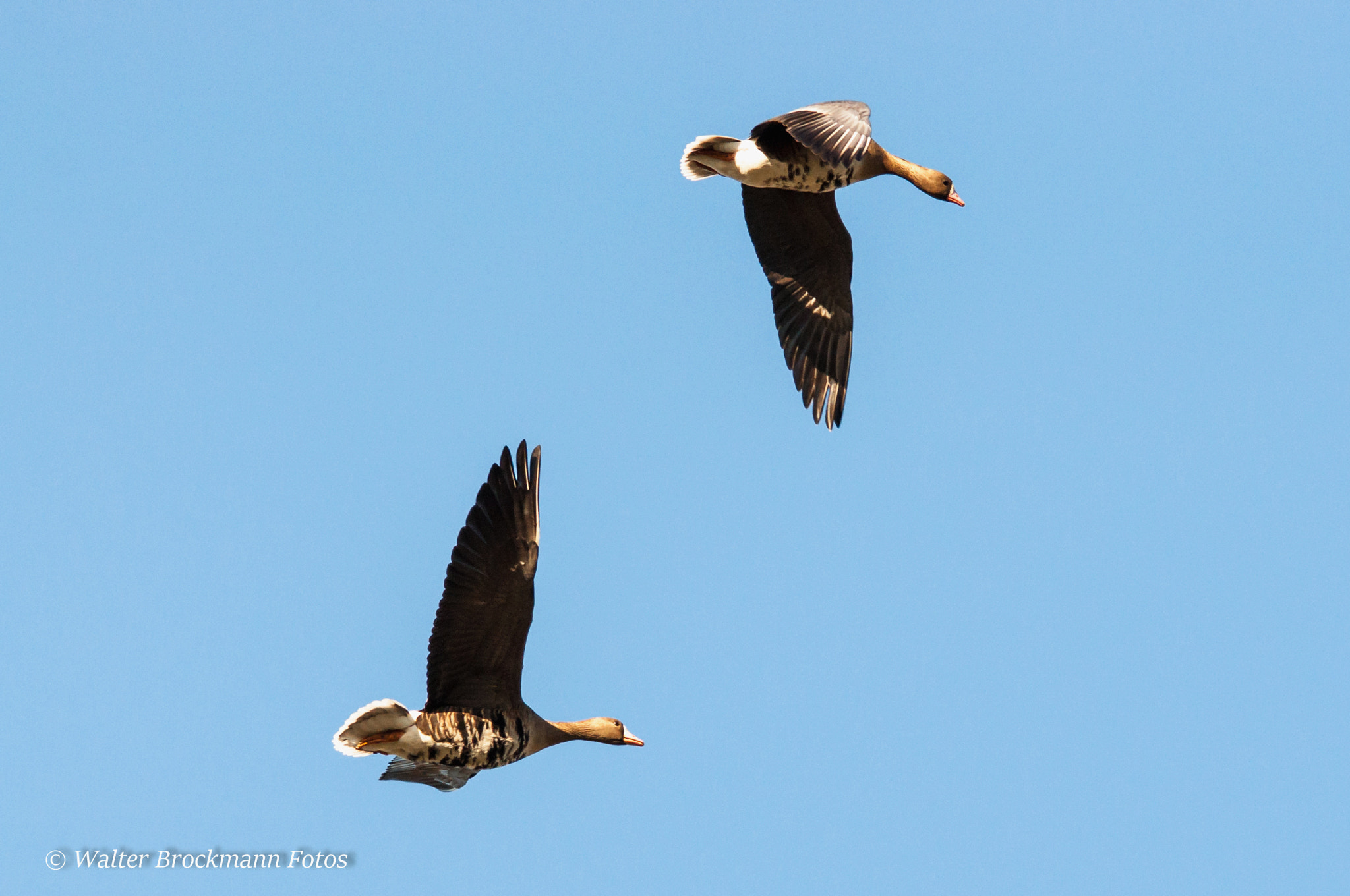 Sigma 150-500mm F5-6.3 DG OS HSM sample photo. Gänse/goose photography