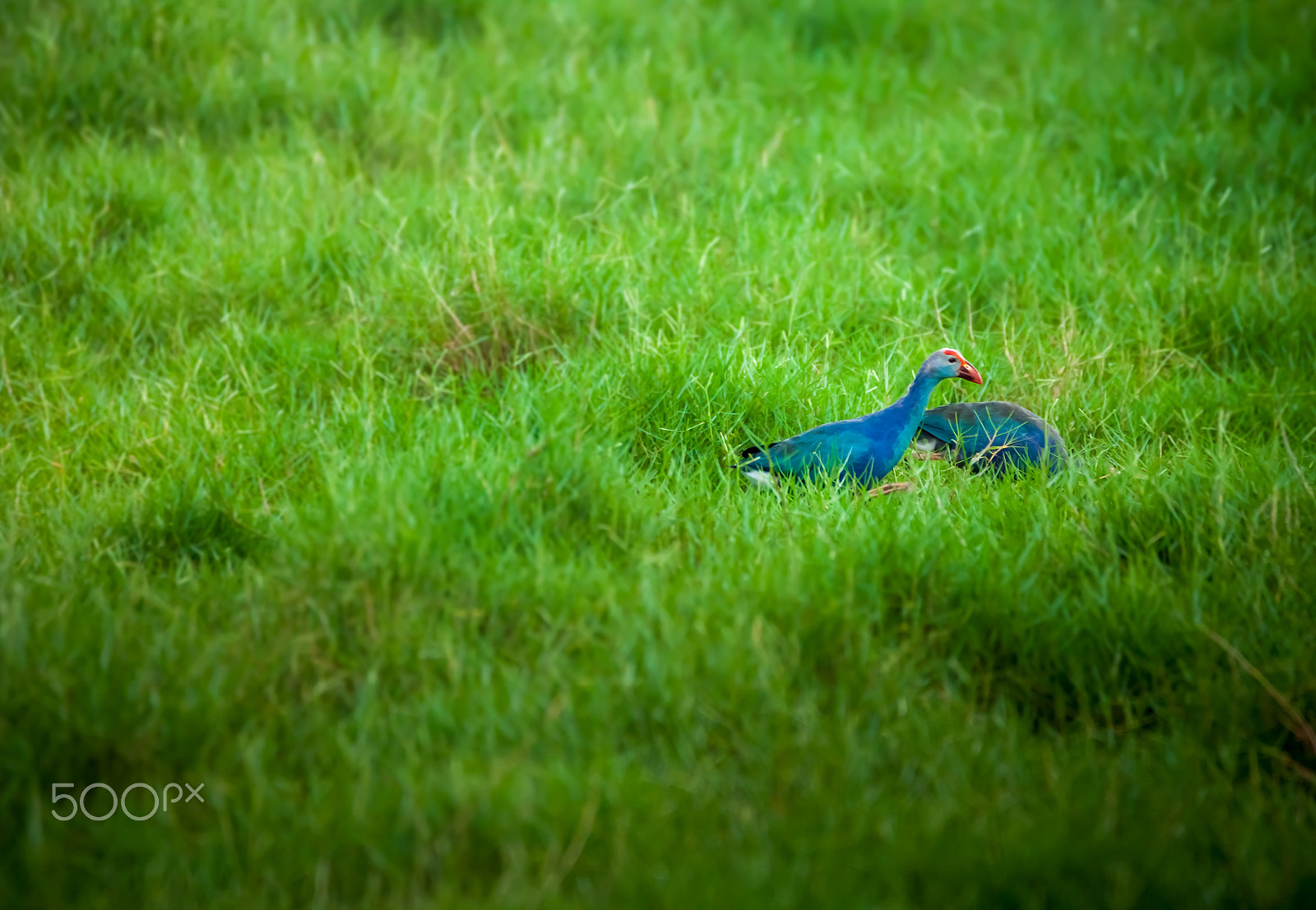 150-600mm F5-6.3 DG OS HSM | Contemporary 015 sample photo. Bird photography
