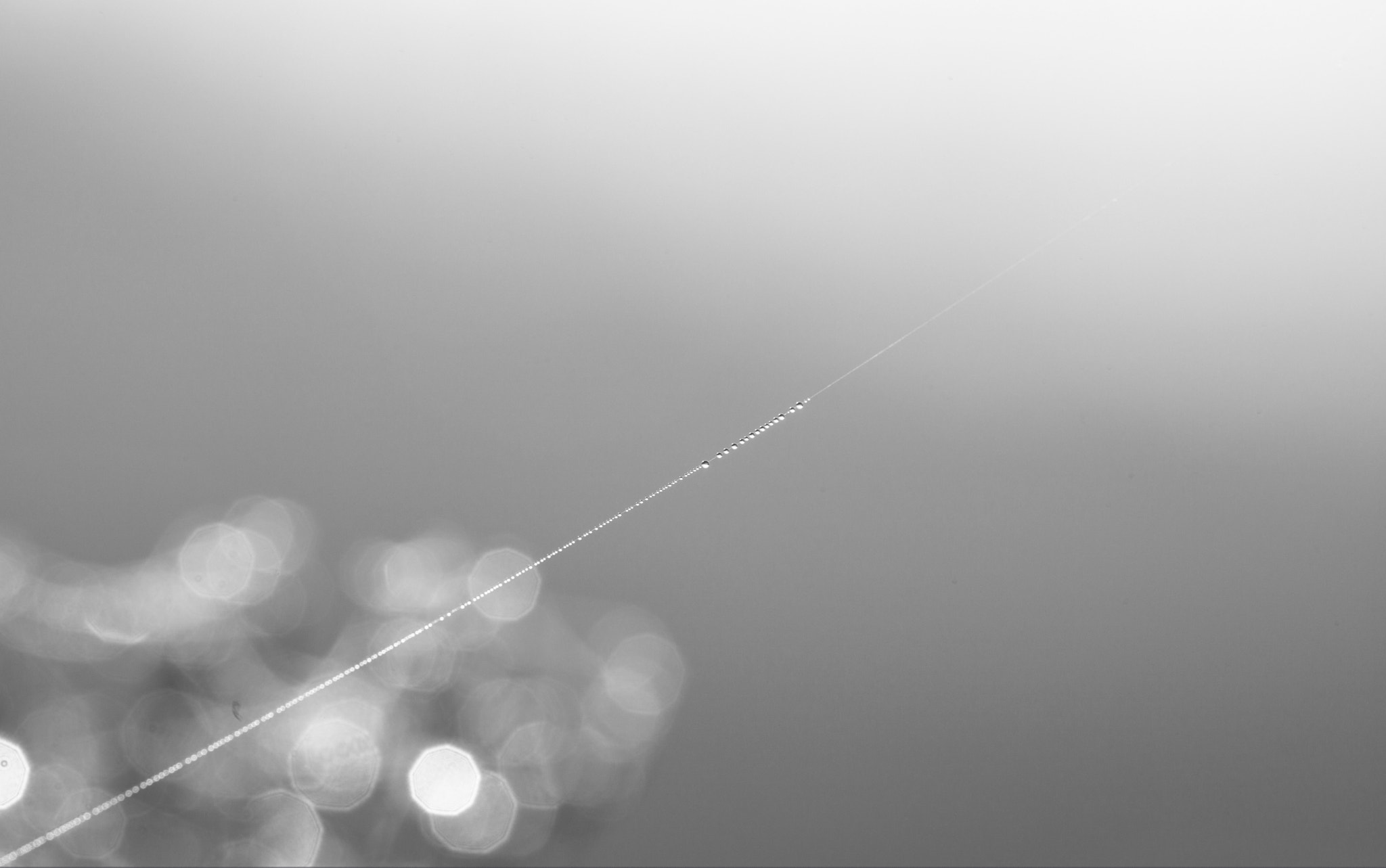 Sigma APO Macro 180mm F2.8 EX DG OS HSM sample photo. One for each day of a dewdrop photography