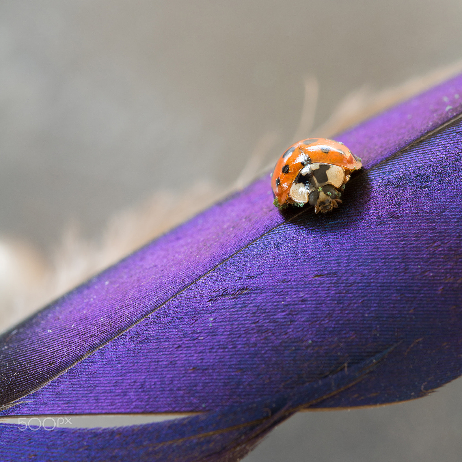 Sigma 105mm F2.8 EX DG OS HSM sample photo. Ladybuggy photography