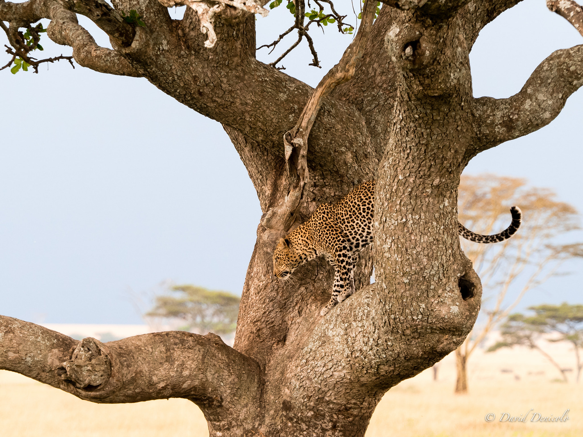 Olympus OM-D E-M5 II + Olympus M.Zuiko Digital ED 40-150mm F2.8 Pro sample photo. Male leopard serengeti tanzania photography