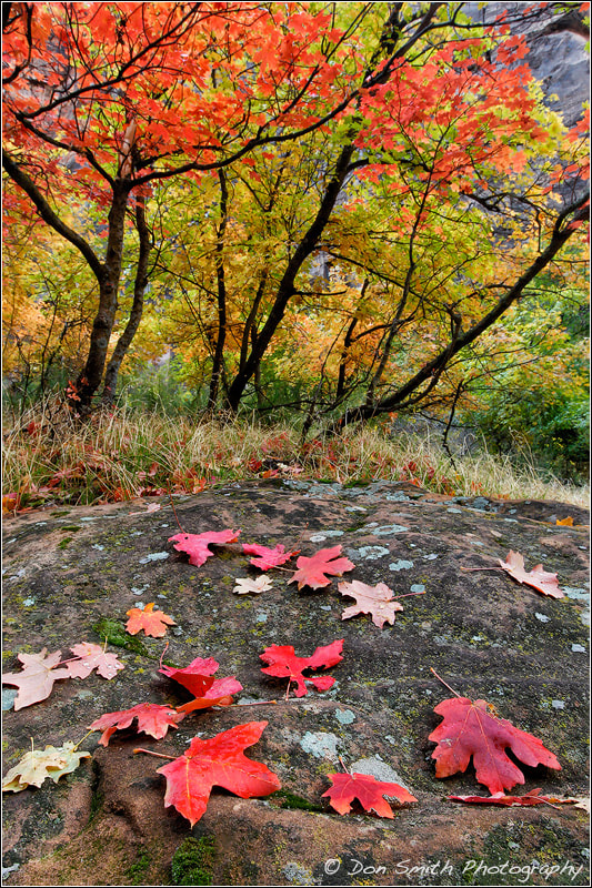 Canon EOS-1D Mark IV sample photo. Maple leaves photography