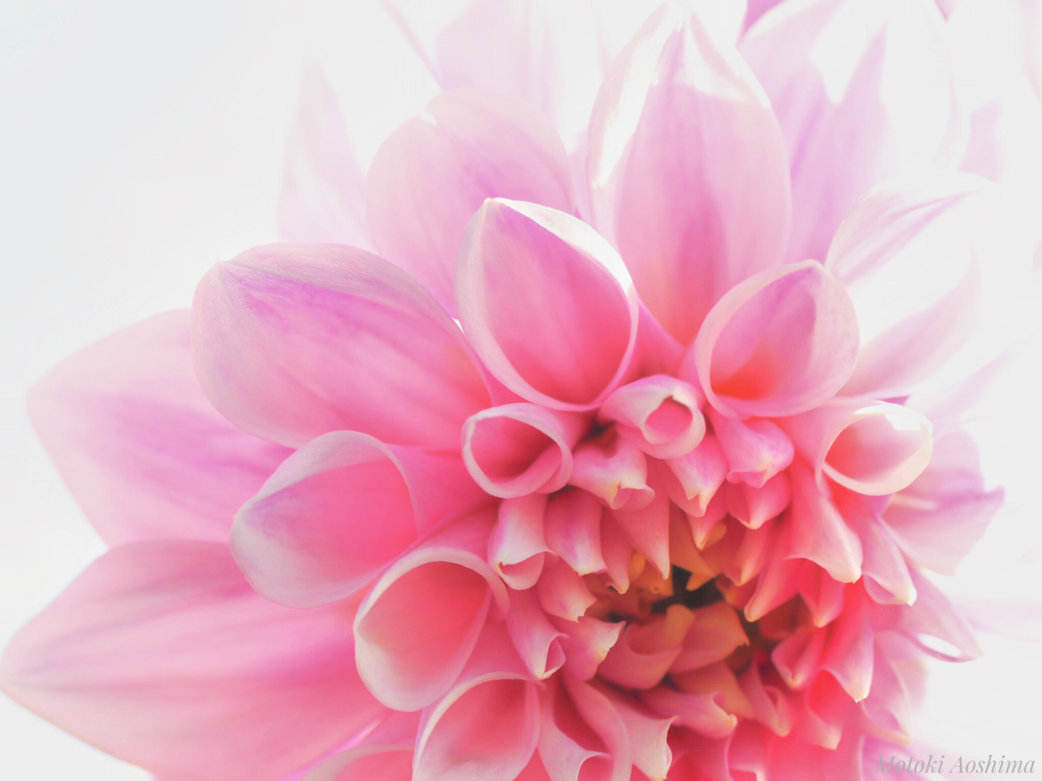 Olympus M.Zuiko Digital ED 60mm F2.8 Macro sample photo. The pink world. photography