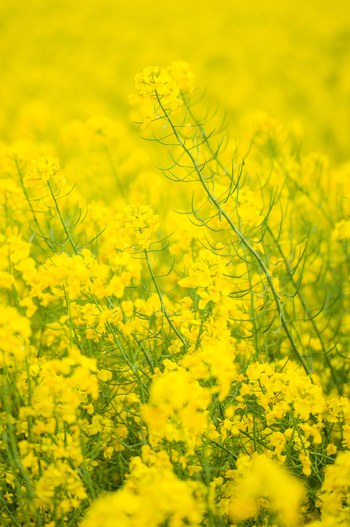 Nikon D800 sample photo. Yellow photography