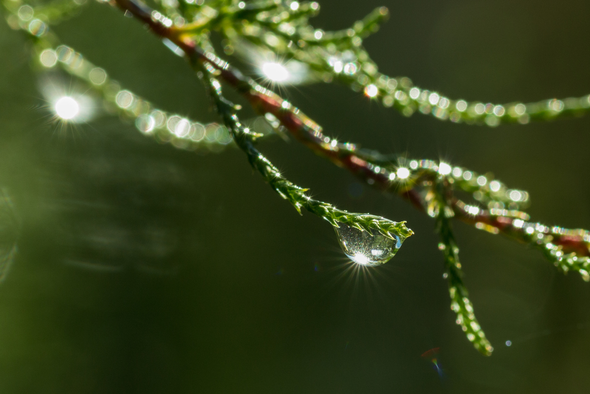 Canon EOS 700D (EOS Rebel T5i / EOS Kiss X7i) + Tamron SP AF 90mm F2.8 Di Macro sample photo. Dropstar photography