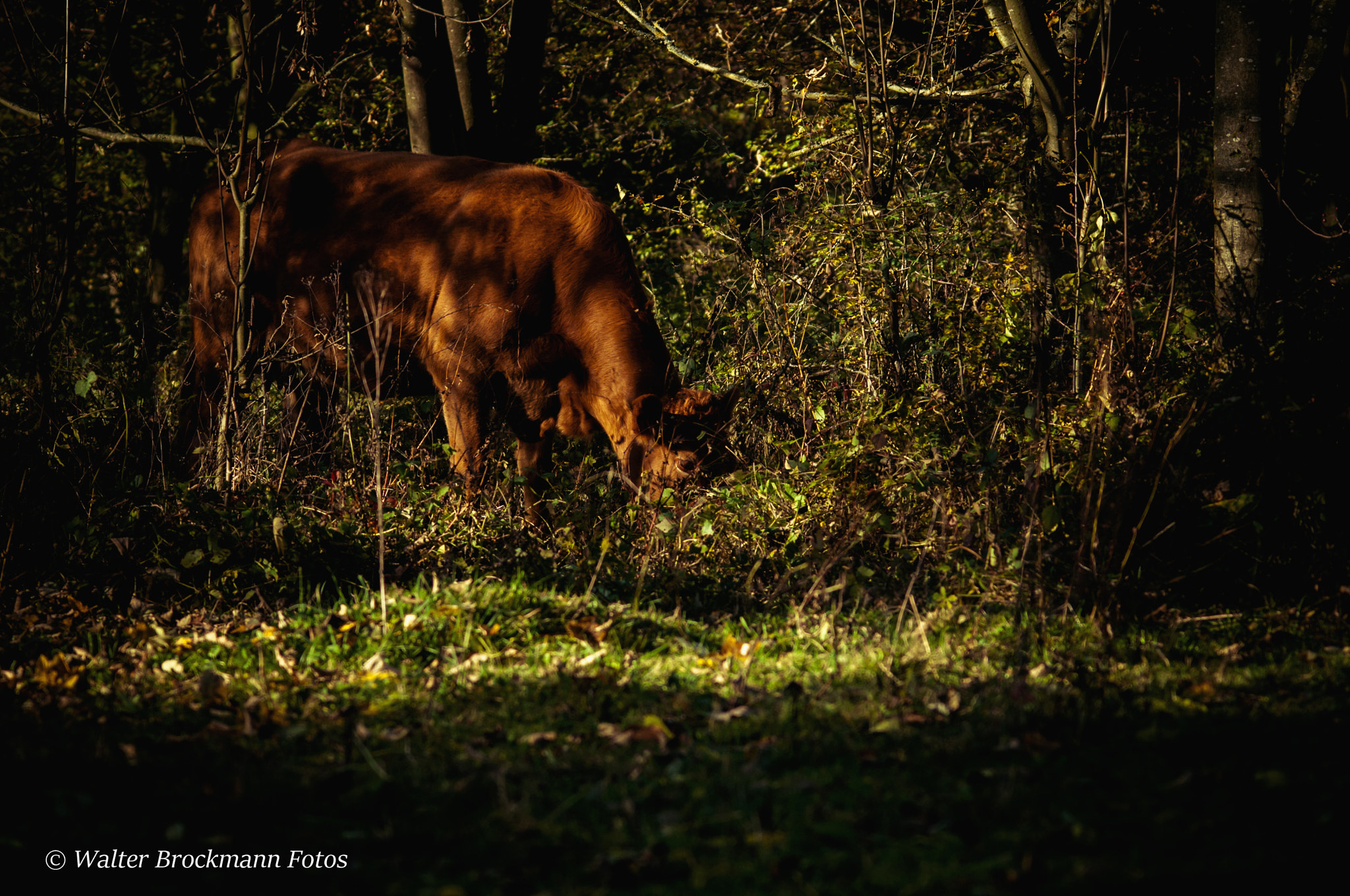 Sigma 150-500mm F5-6.3 DG OS HSM sample photo. Tiere/animals photography