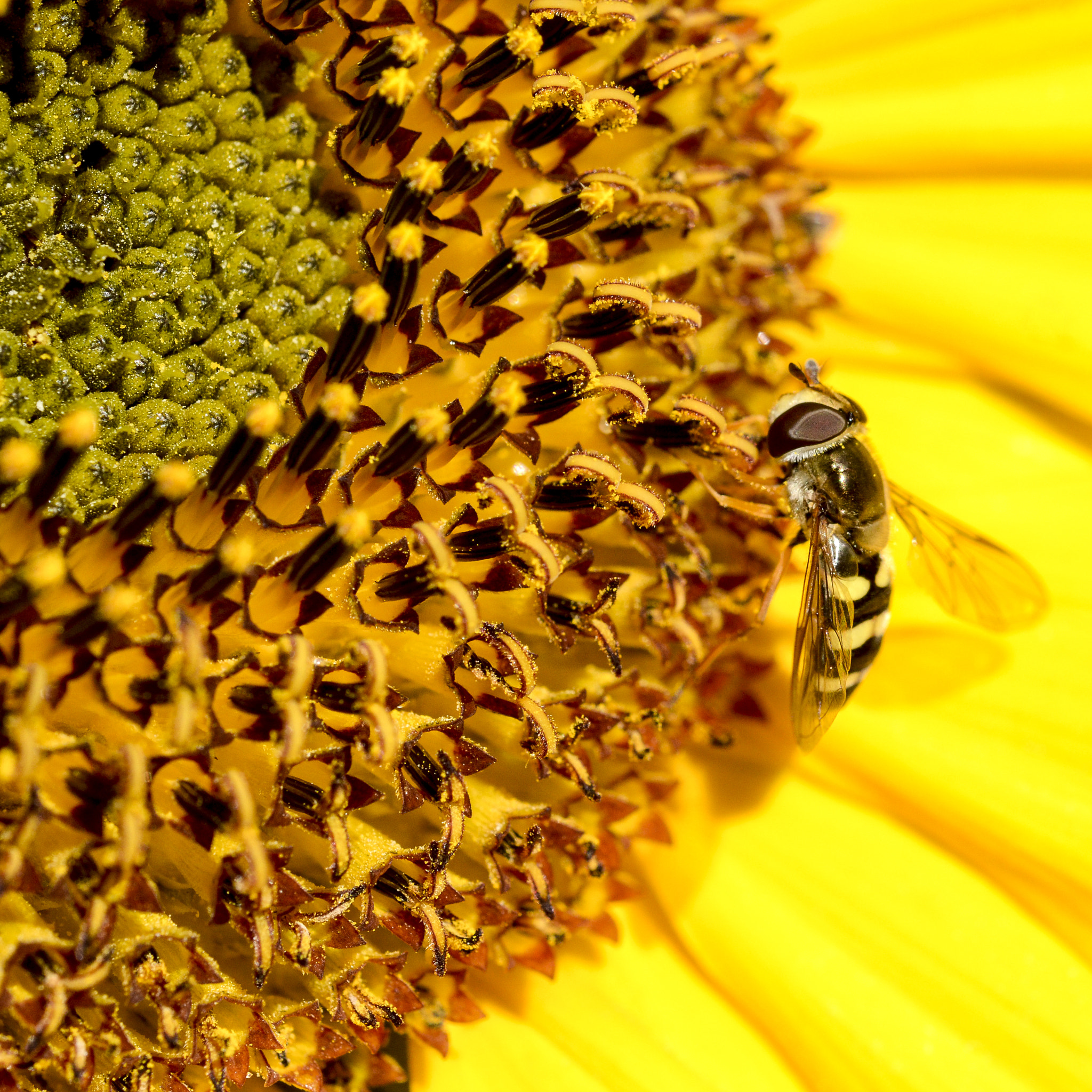 Nikon D7000 + Nikon AF Micro-Nikkor 60mm F2.8D sample photo. Sunflower and bee i photography