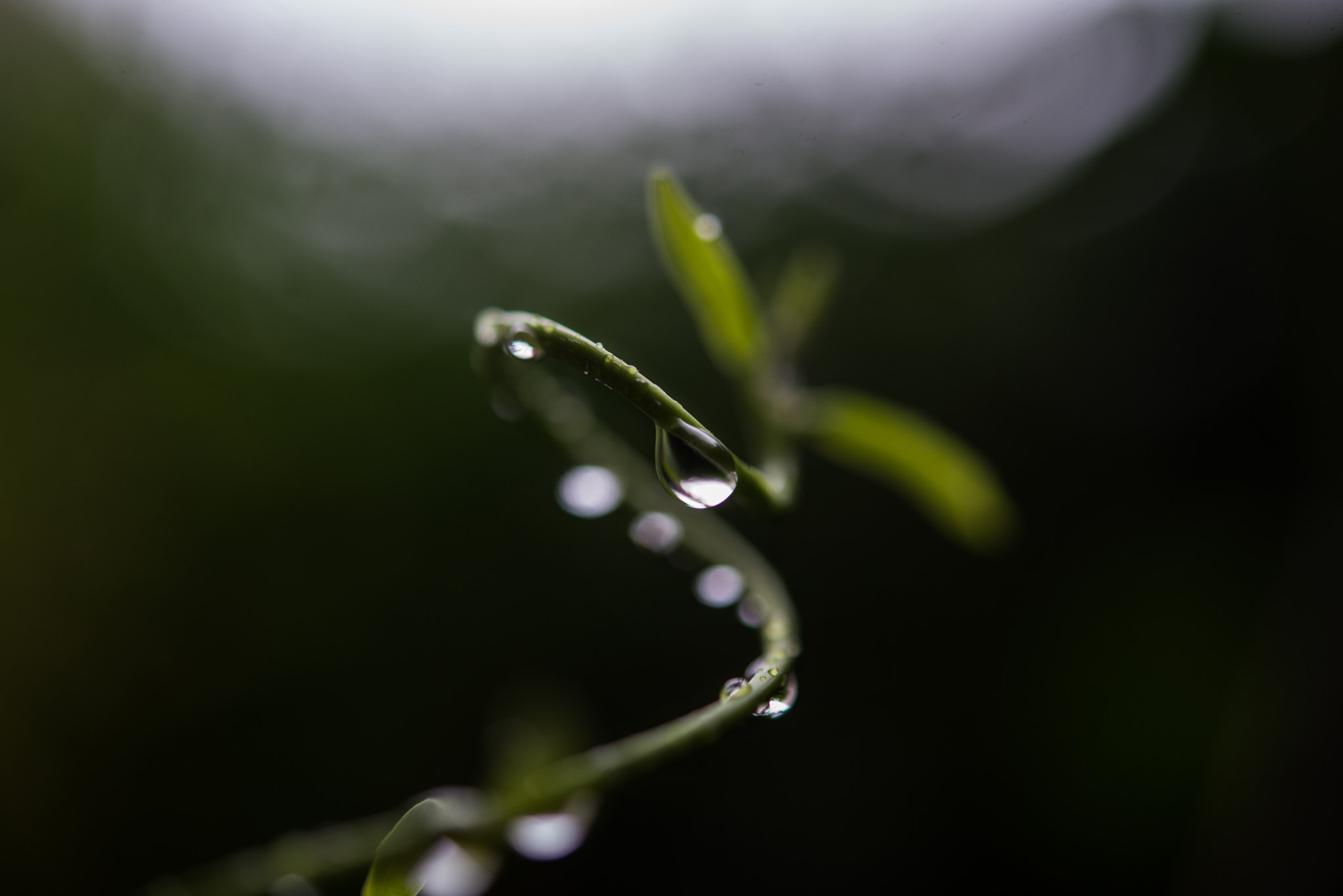Nikon AF-S Micro-Nikkor 60mm F2.8G ED sample photo. Green photography