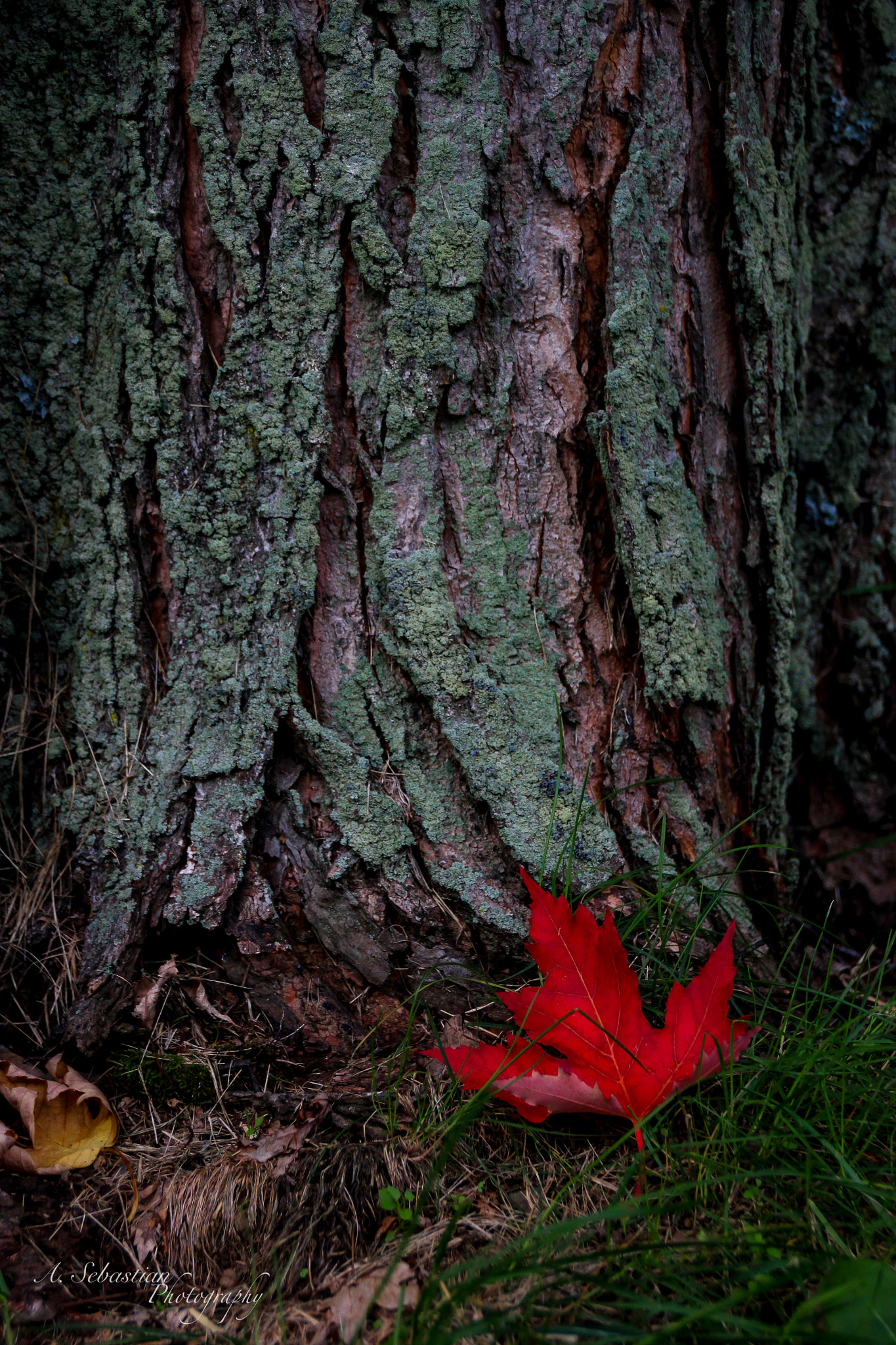 Sigma 18-250mm F3.5-6.3 DC OS HSM sample photo. Standing out photography