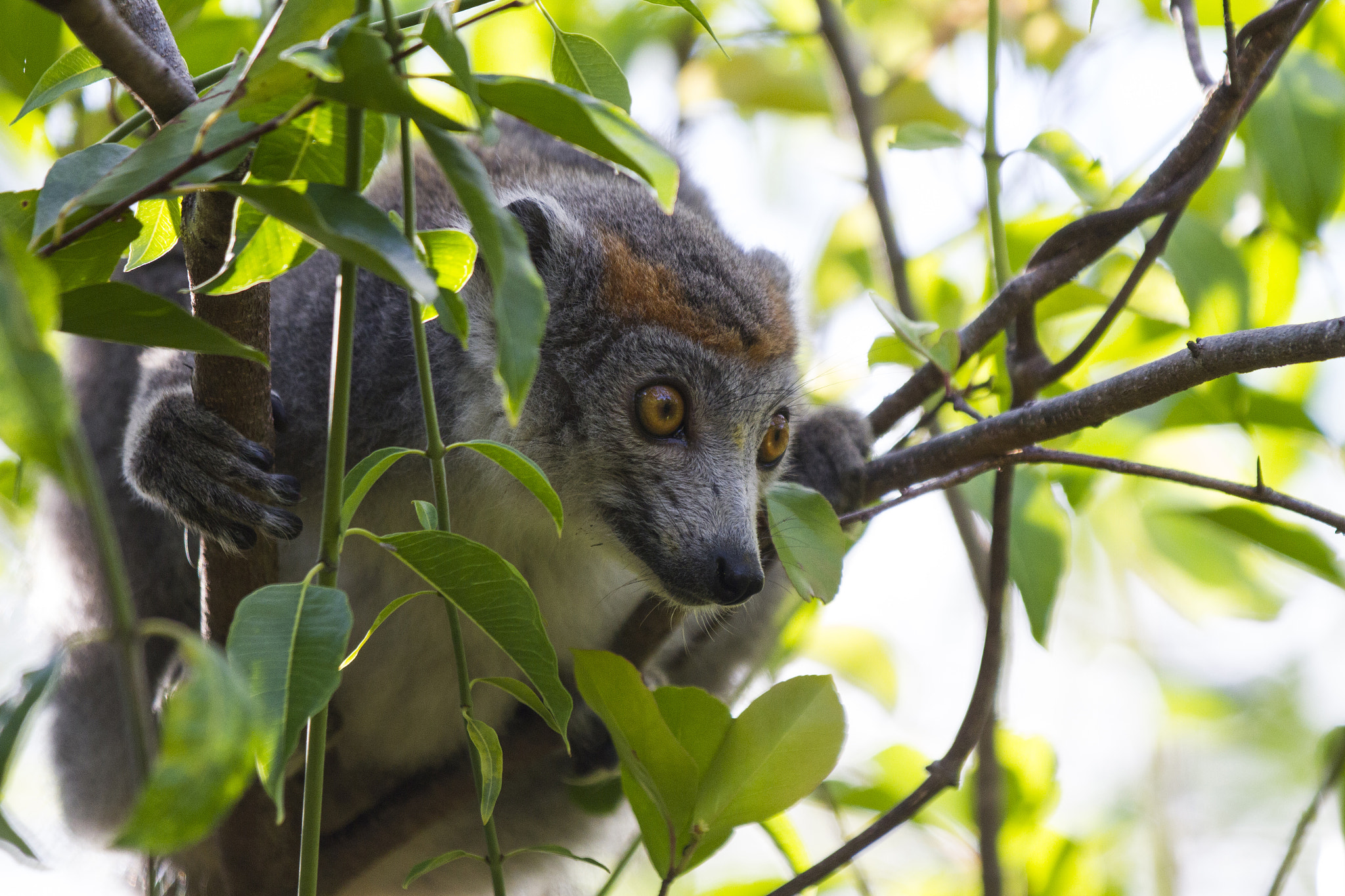 Canon EF 70-200mm F2.8L IS II USM sample photo. Crowned lemur photography
