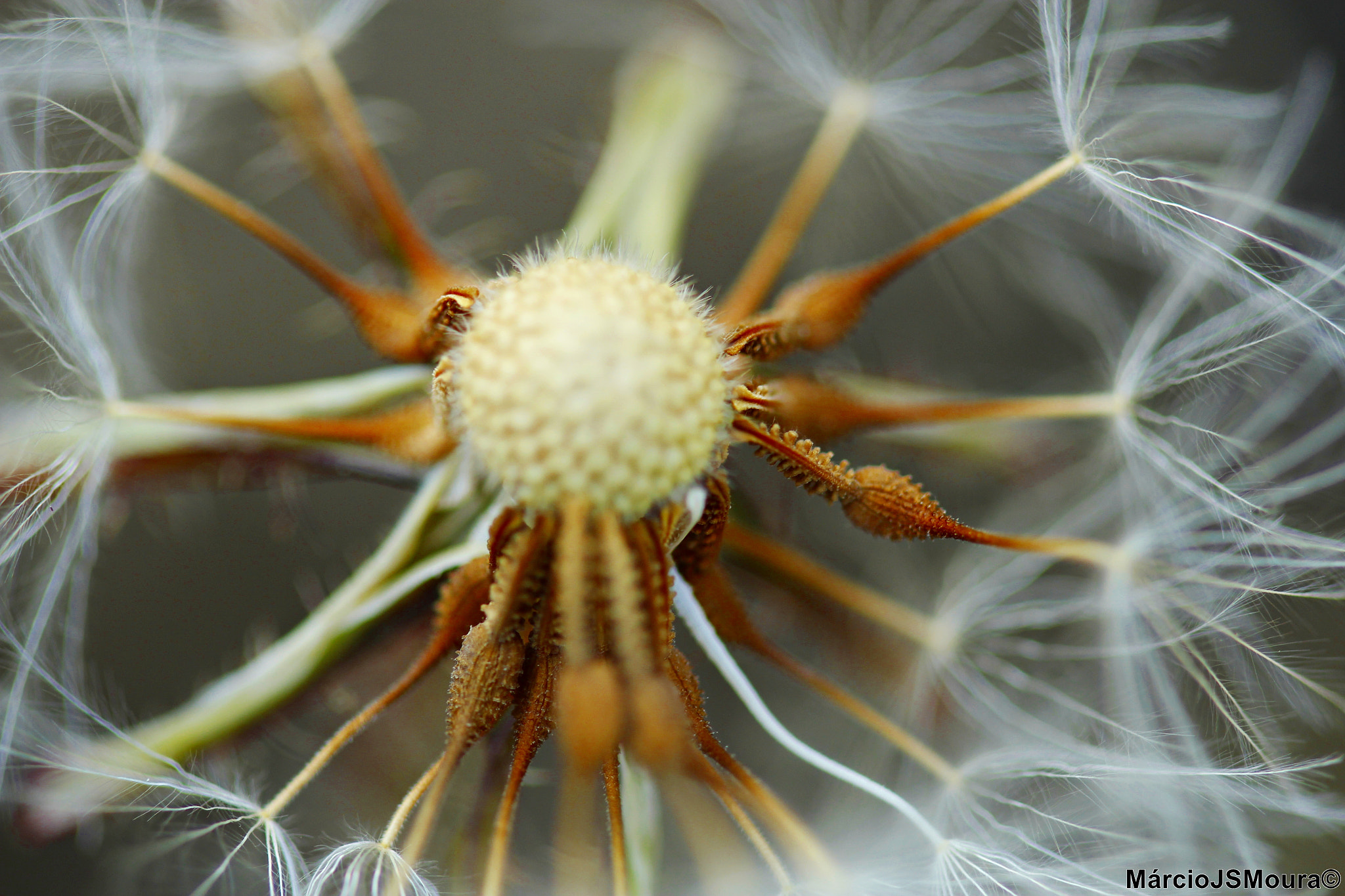 Sigma 24-105mm f/4 DG OS HSM | A sample photo. Taraxacum photography