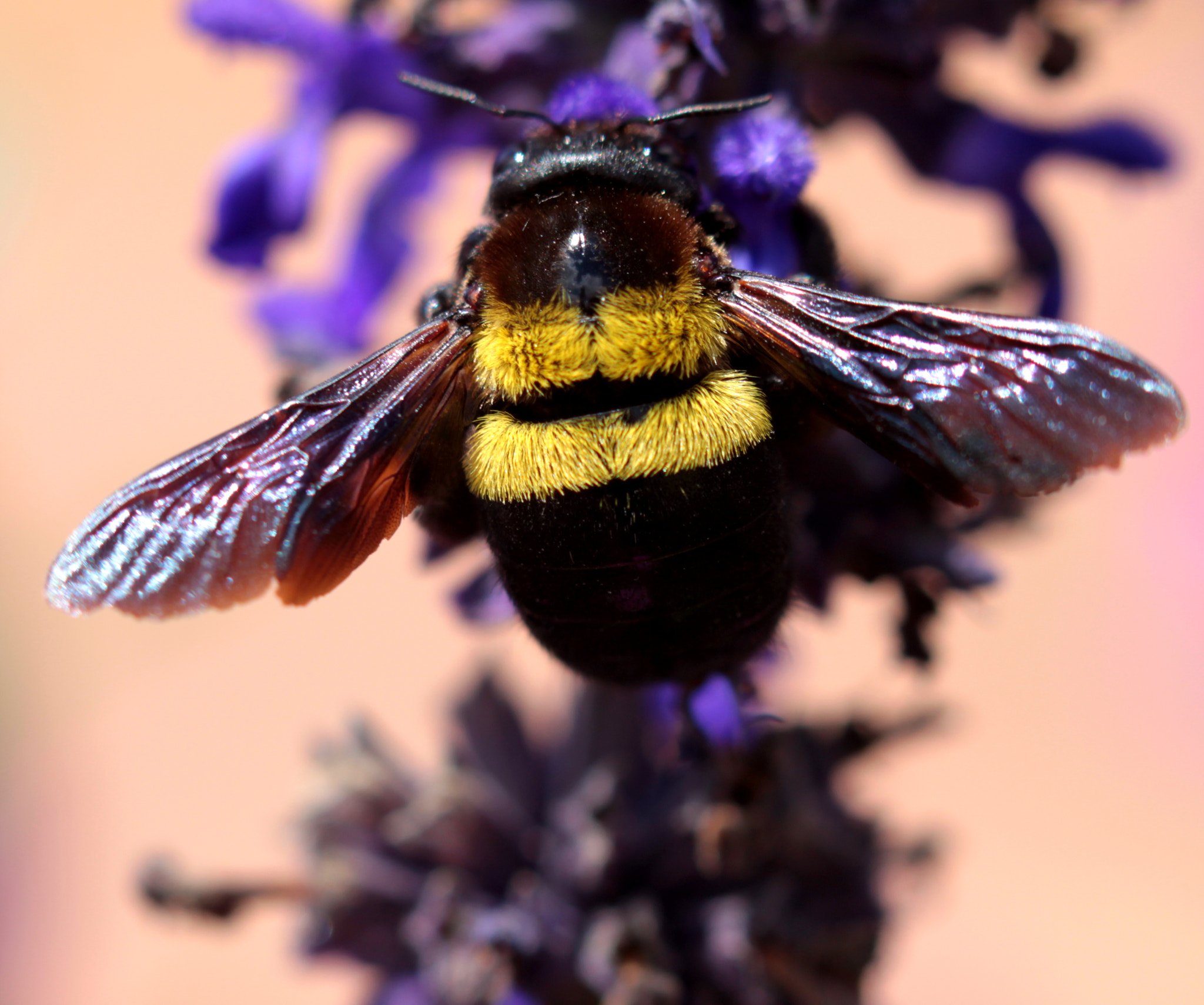 Canon EF 100mm F2.8 Macro USM sample photo. Bumble bee photography