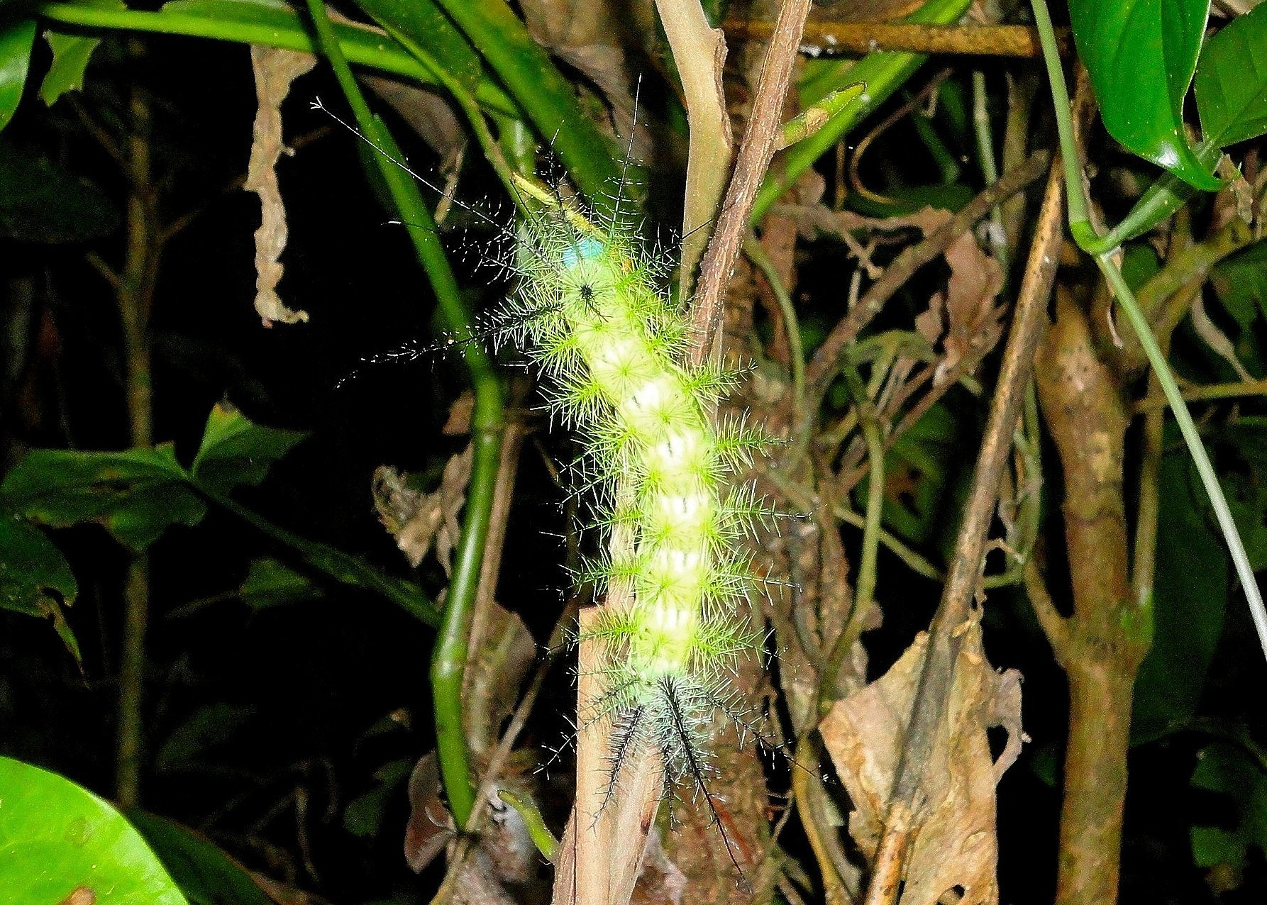 Sony Cyber-shot DSC-W350 sample photo. Automeris, green saturniid moth caterpillar photography
