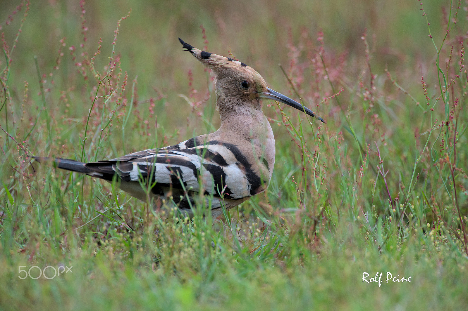 Nikon AF-S Nikkor 500mm F4D ED-IF II sample photo. Wiedehopf portraet photography