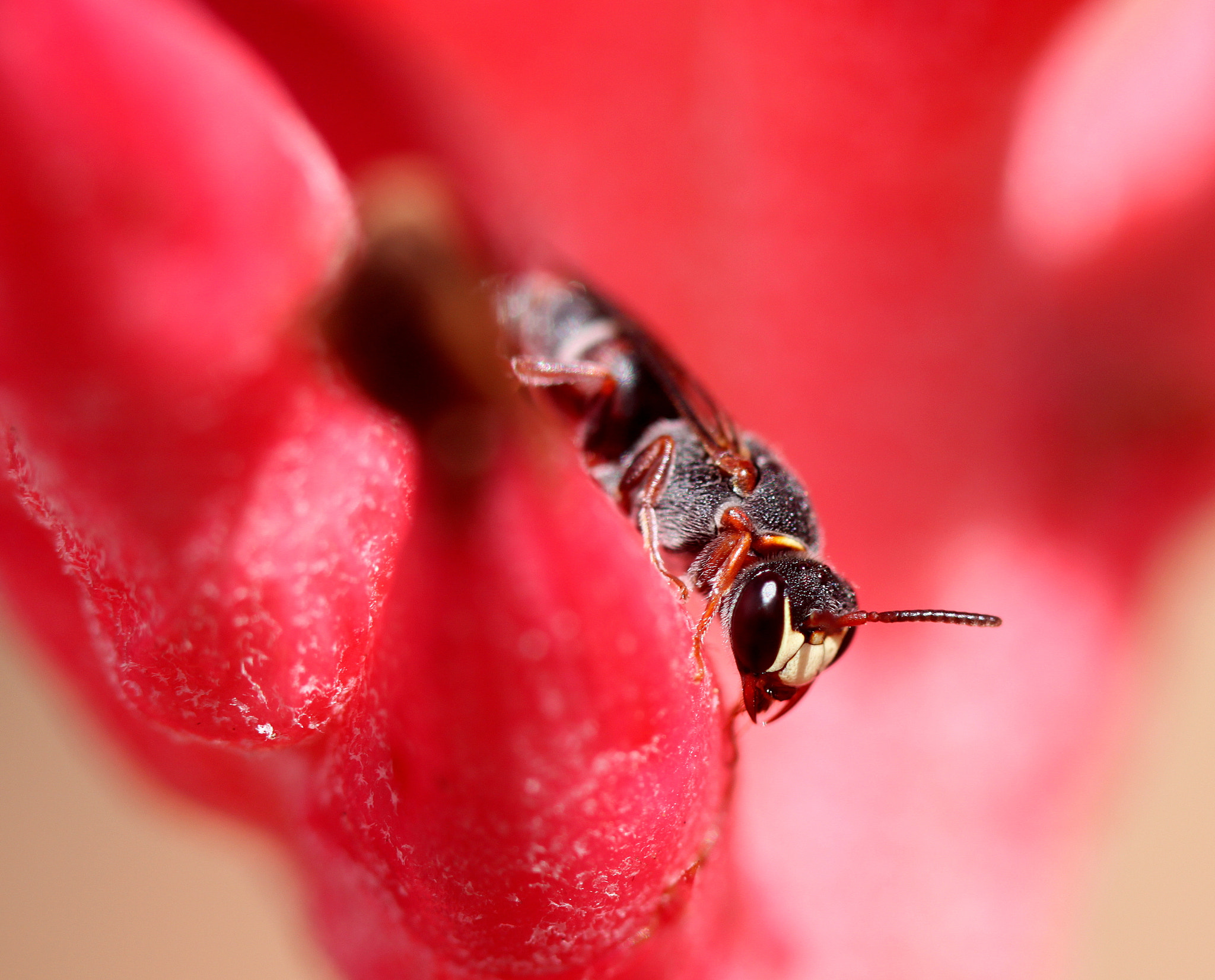 Canon EF 100mm F2.8 Macro USM sample photo. Wasp photography