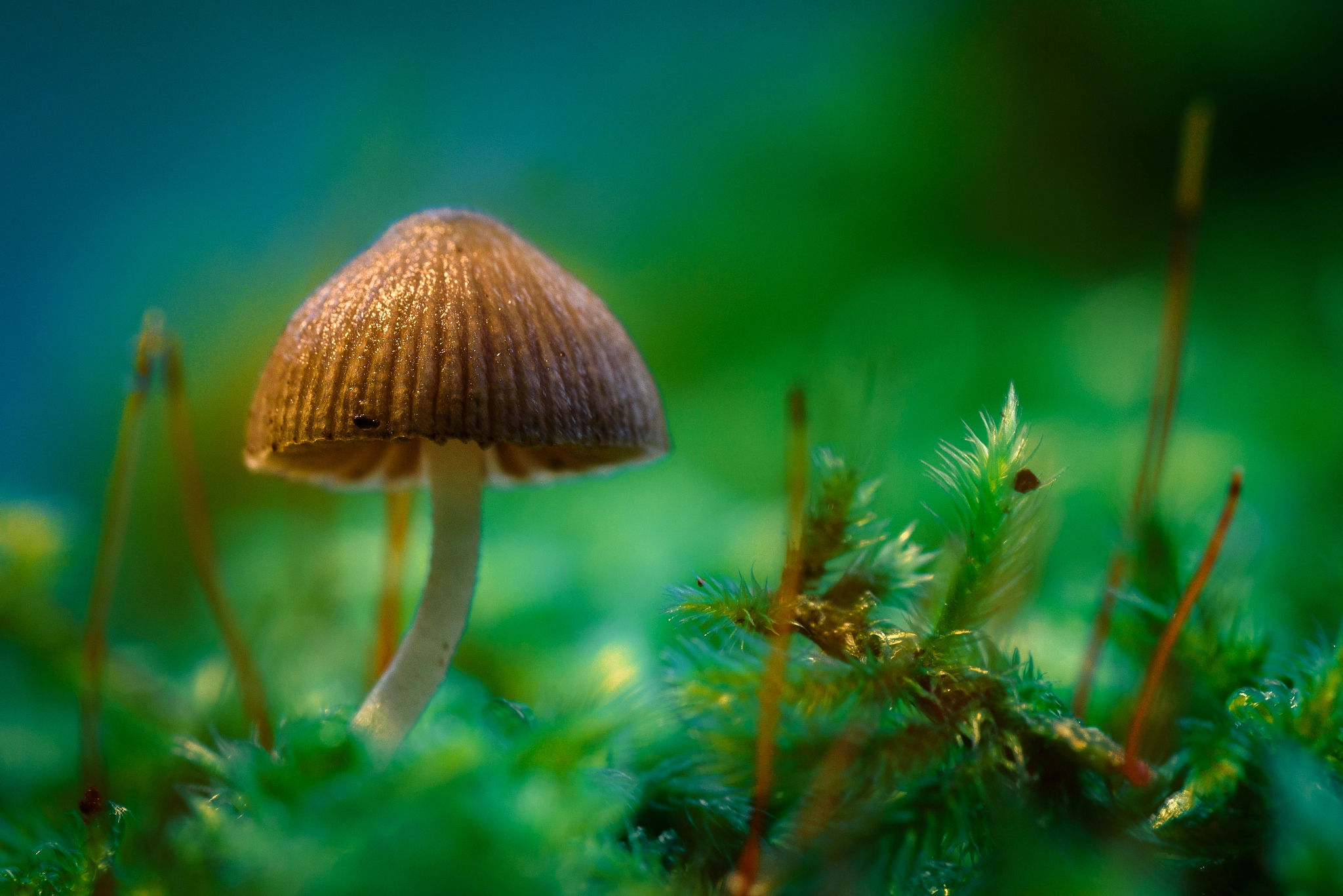 Nikon D750 sample photo. Magic mushroom photography