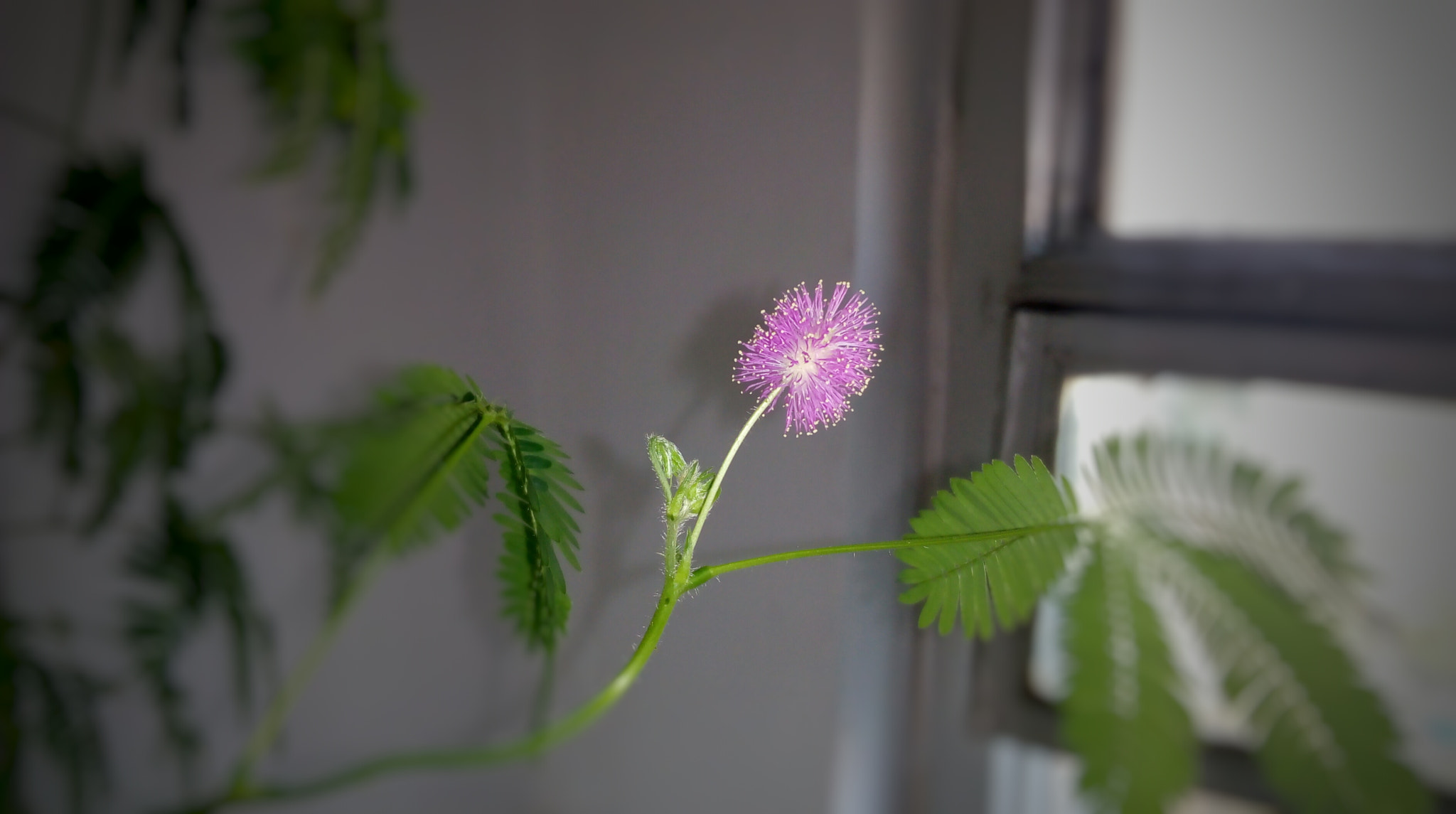 Lenovo P70-A sample photo. 
mimosa pudica photography
