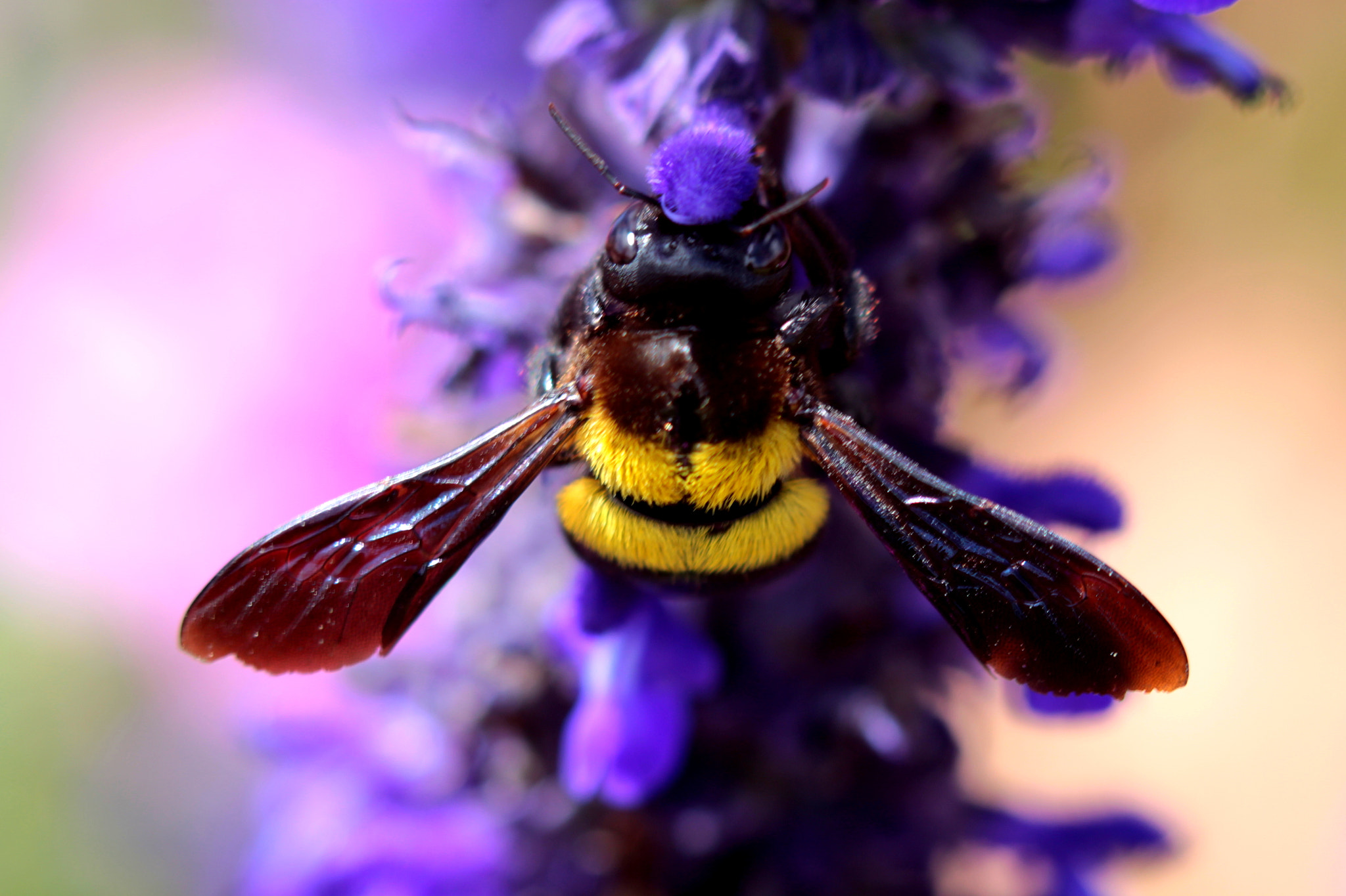 Canon EF 100mm F2.8 Macro USM sample photo. Bumble bee photography