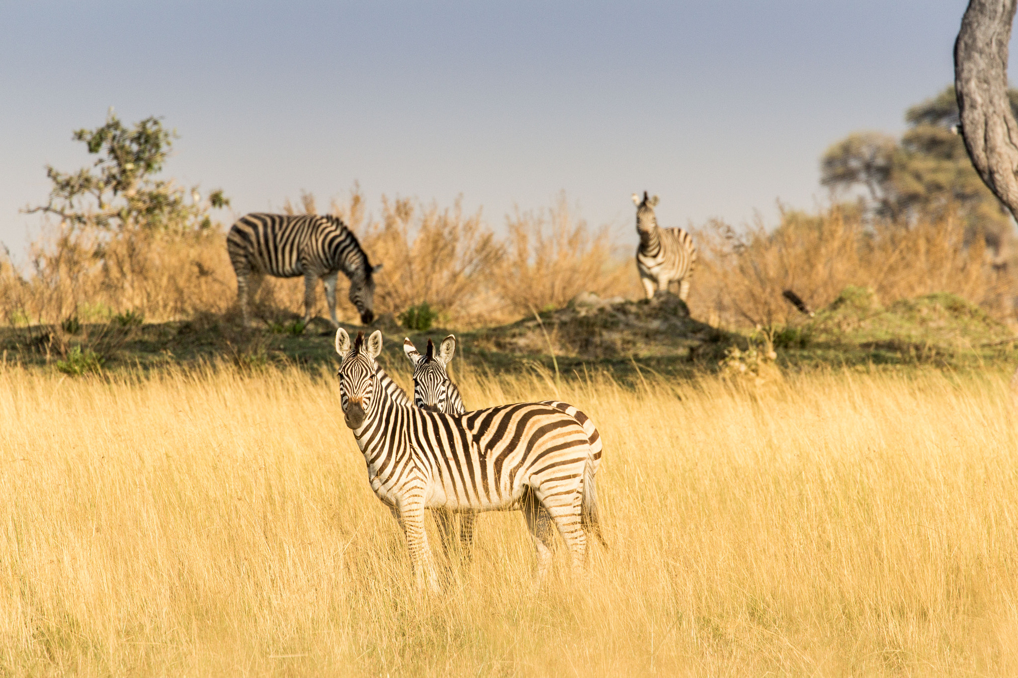Canon EF 70-300mm F4-5.6L IS USM sample photo. Stripes photography