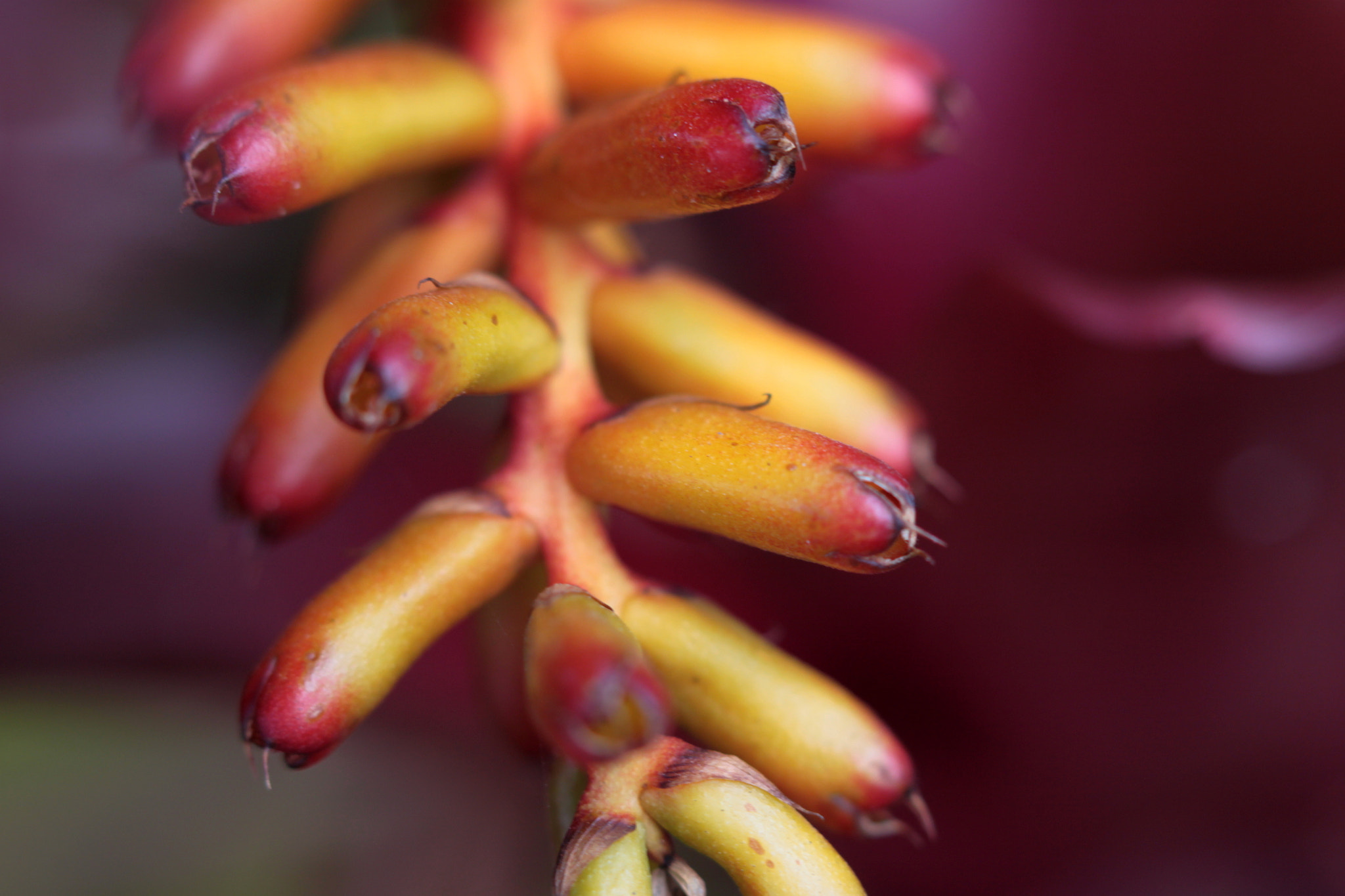 Canon EF 100mm F2.8 Macro USM sample photo. Img photography