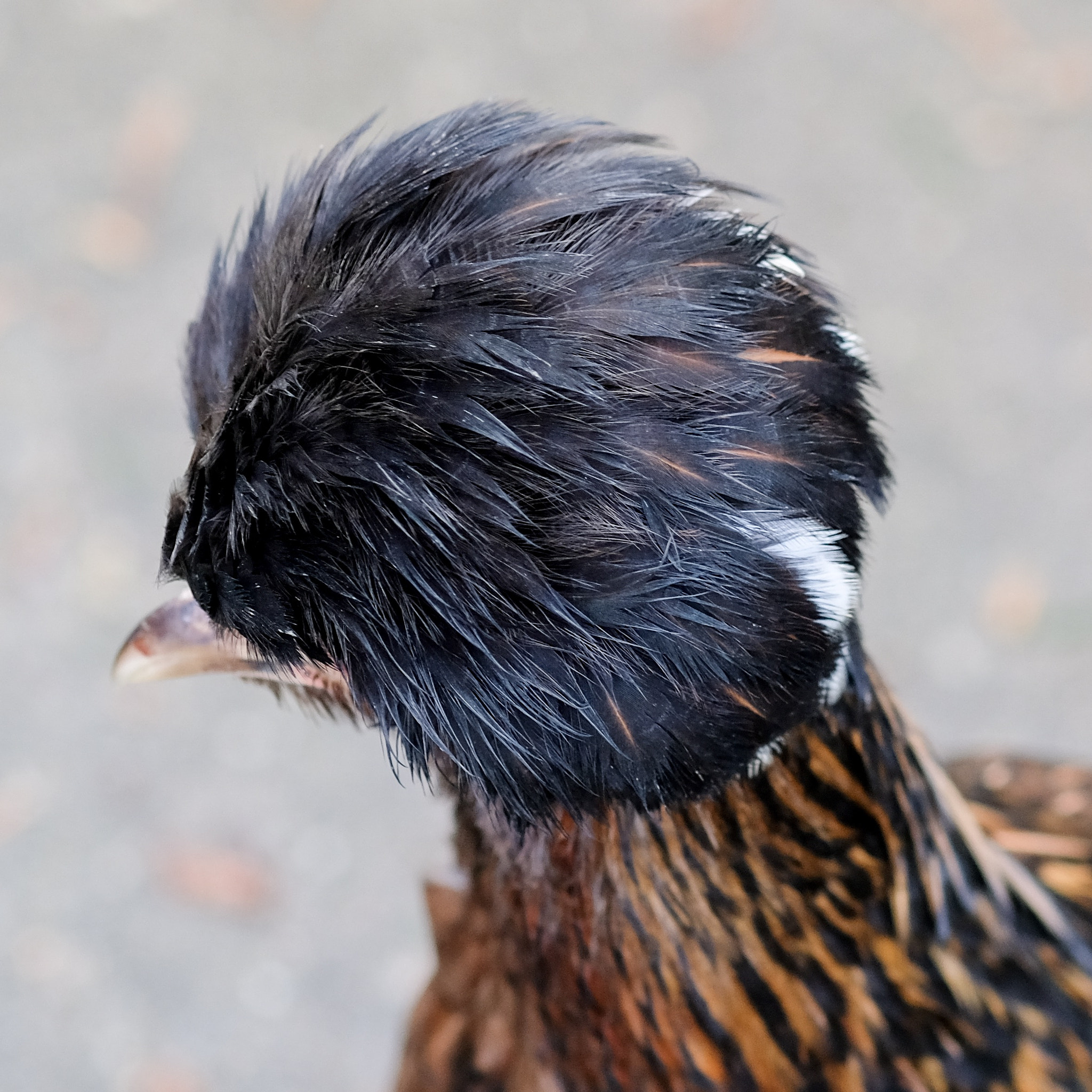 Fujifilm X-T2 + Fujifilm XF 60mm F2.4 R Macro sample photo. Stylin'. this chicken is very proud of its head of "hair"! photography
