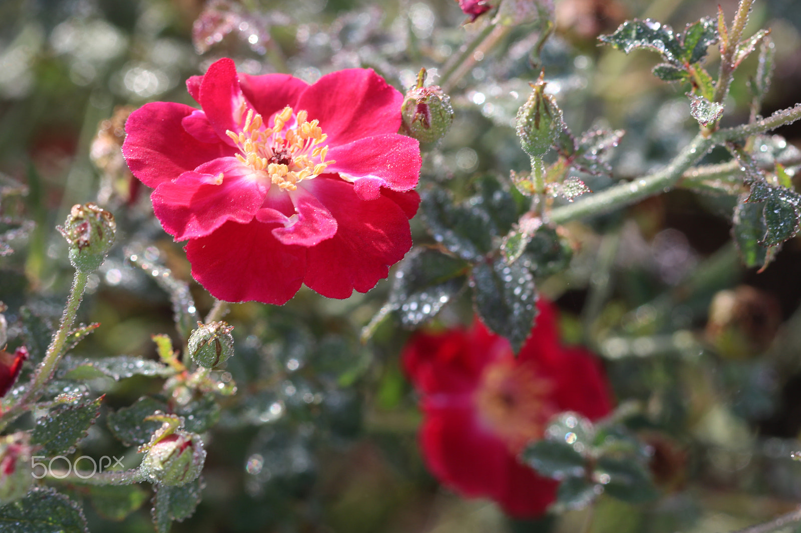 Canon EF 100mm F2.8 Macro USM sample photo. Dewy roses 9523 photography