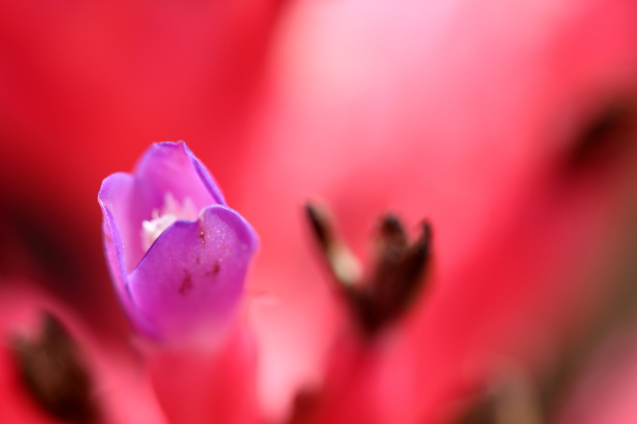 Canon EF 100mm F2.8 Macro USM sample photo. Img photography