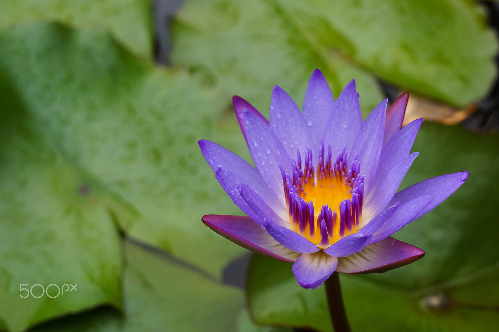 Sony E 18-200mm F3.5-6.3 OSS sample photo. Lotus hawaii photography