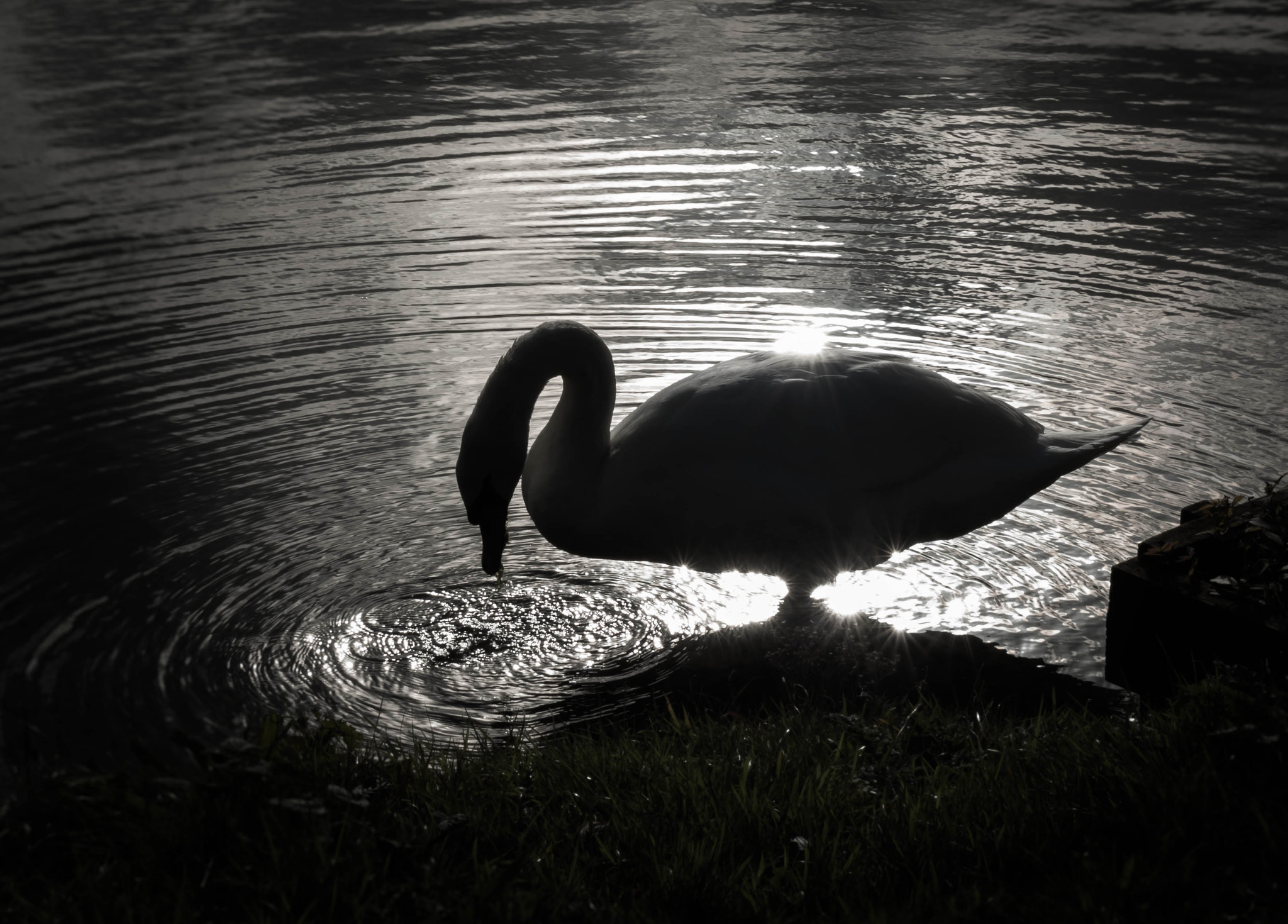 Canon EOS 70D + Sigma 18-50mm f/2.8 Macro sample photo. Swan in shadow photography