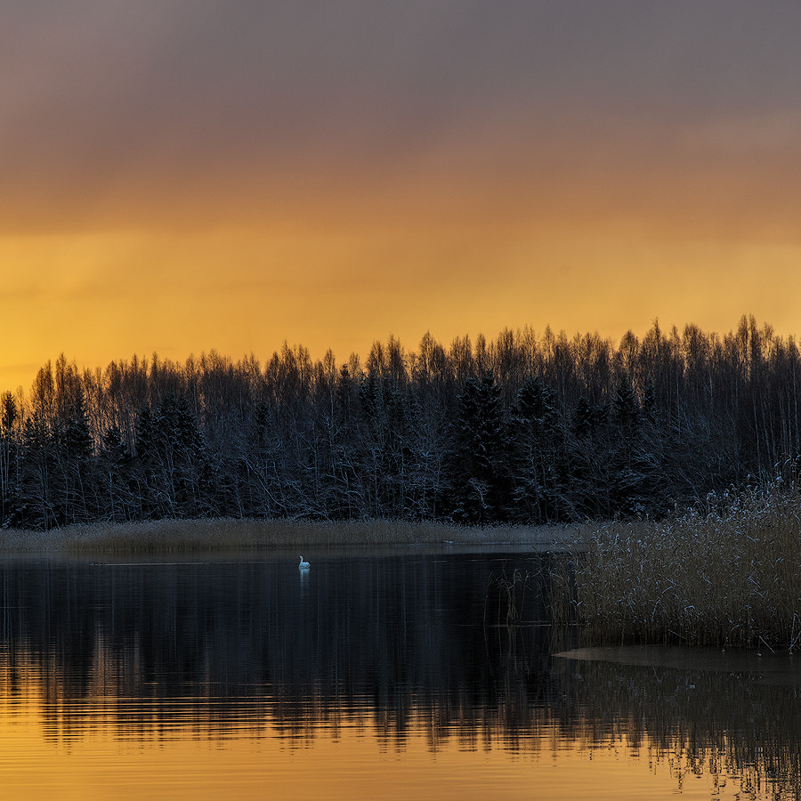 Sony a7R sample photo. Swan photography