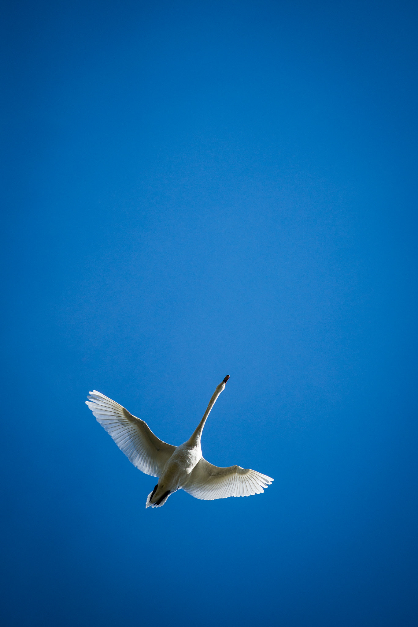 Nikon AF-S Nikkor 70-200mm F4G ED VR sample photo. Fly photography
