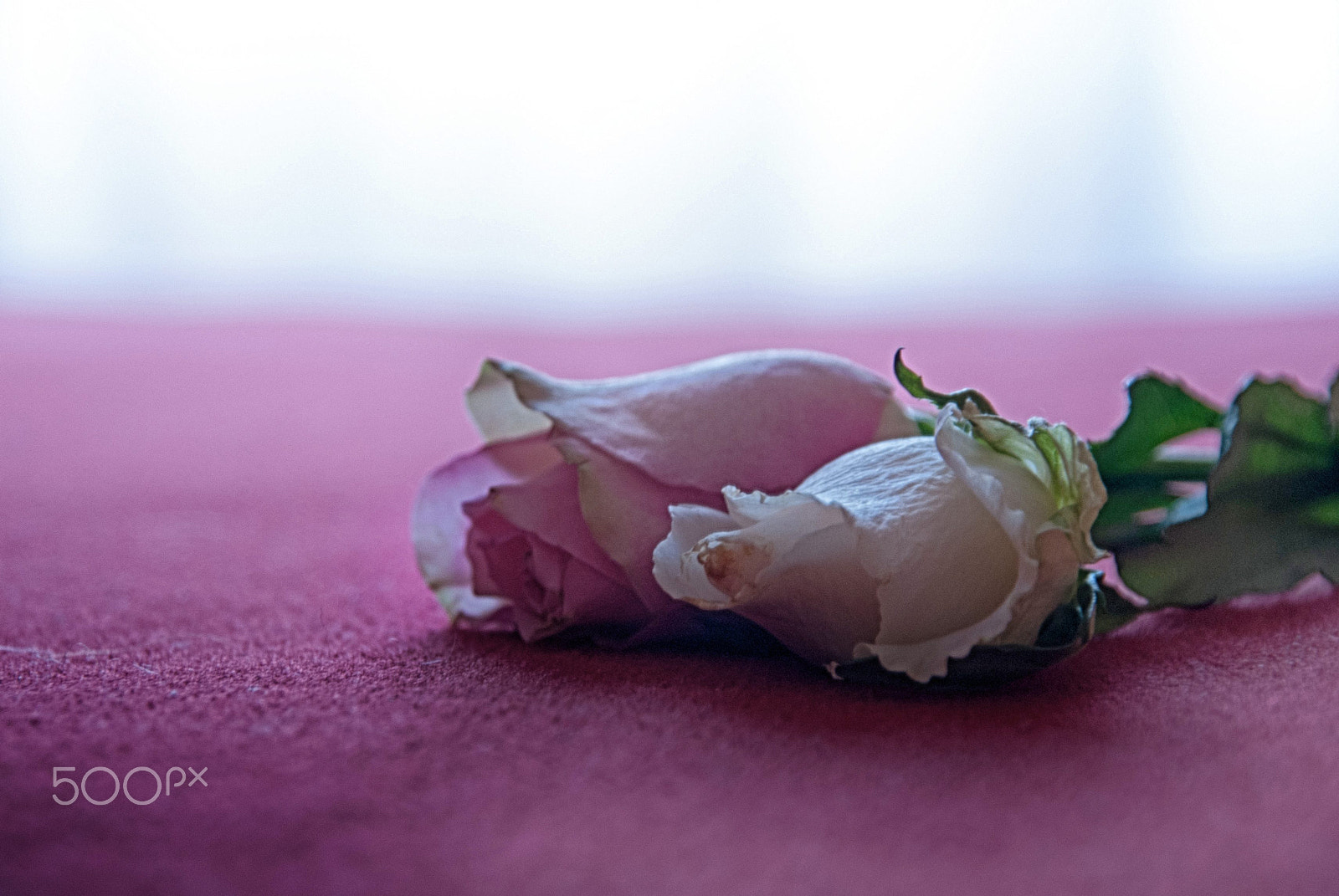 Nikon D80 + Sigma 18-200mm F3.5-6.3 DC sample photo. Only two roses .. photography