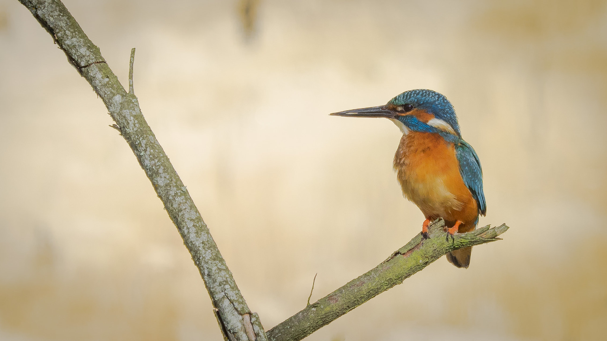 Olympus OM-D E-M1 + Olympus M.Zuiko Digital ED 40-150mm F2.8 Pro sample photo. Common kingfisher - alcedo atthis photography