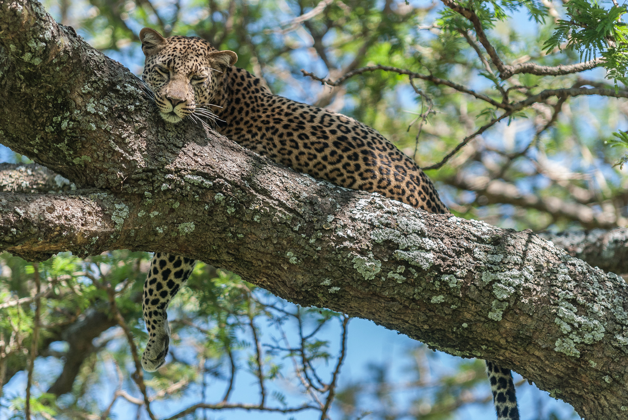 Sigma 70-200mm F2.8 EX DG Macro HSM II sample photo. Leopard photography