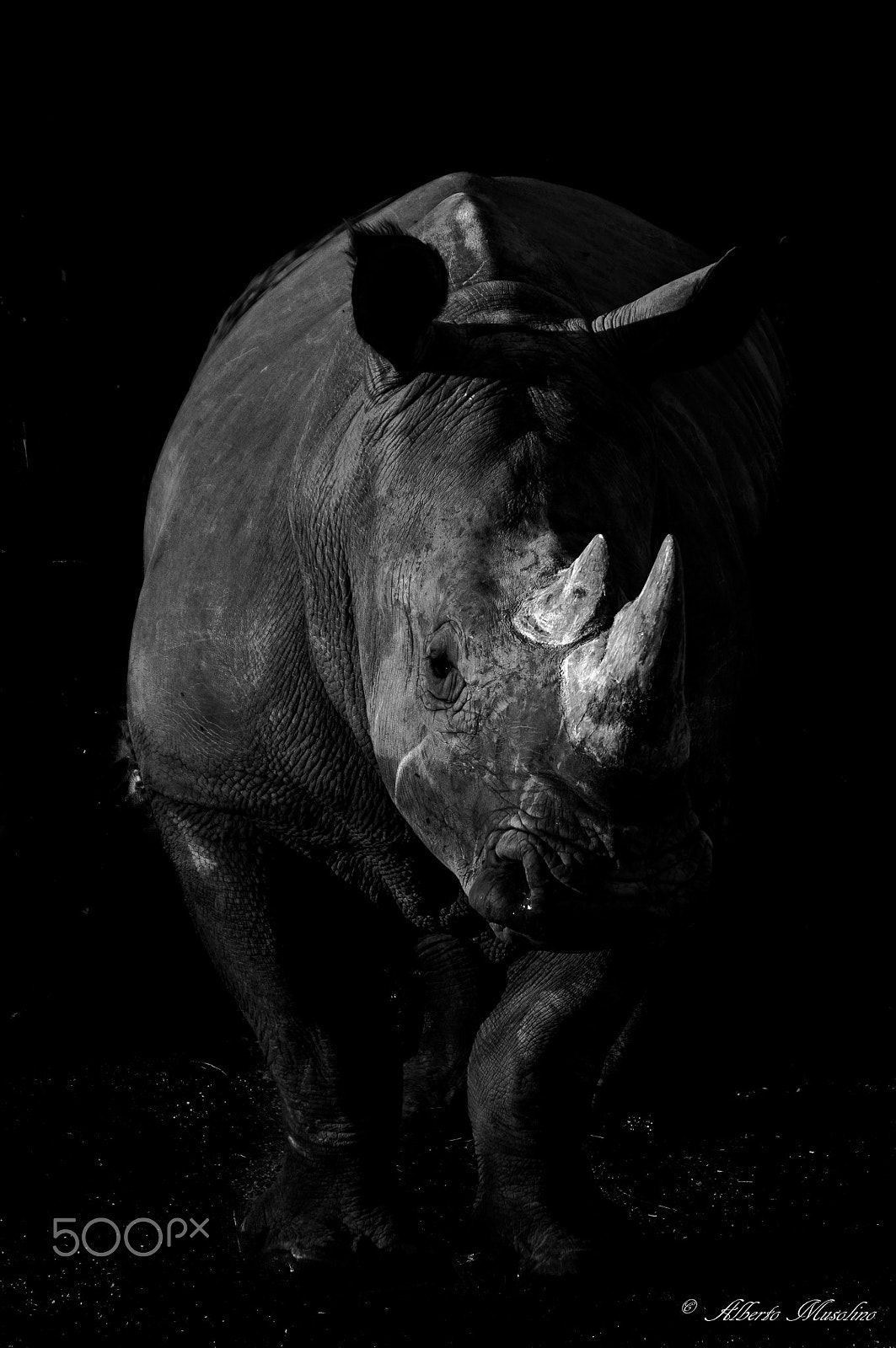 Nikon D300 sample photo. Rhinoceros photography
