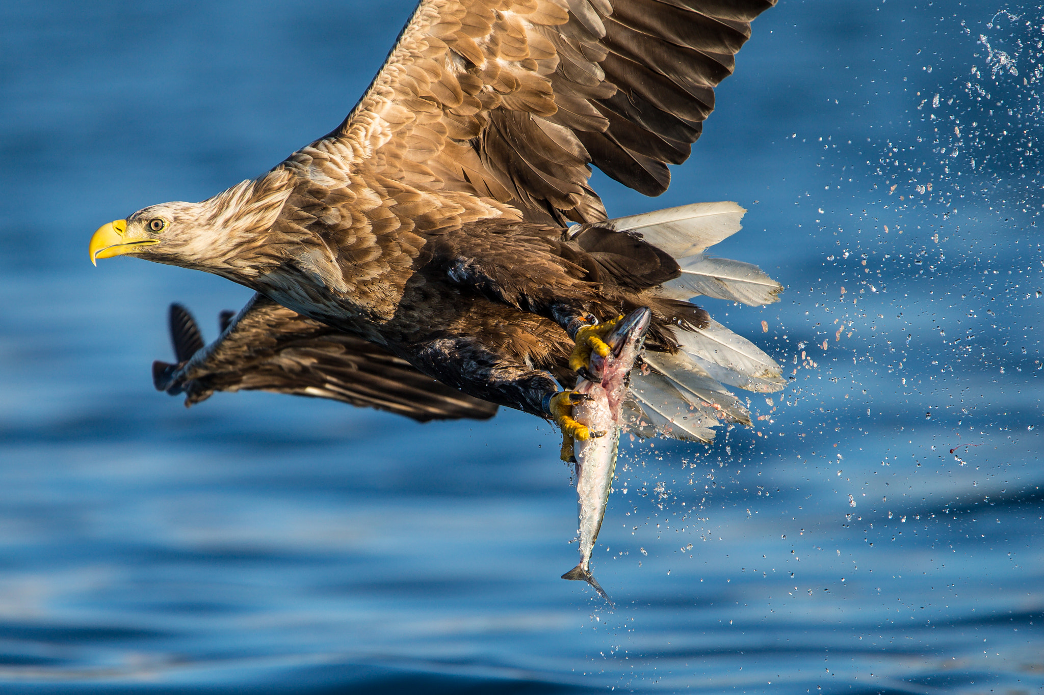 Canon EF 300mm F2.8L IS USM sample photo. The catch photography