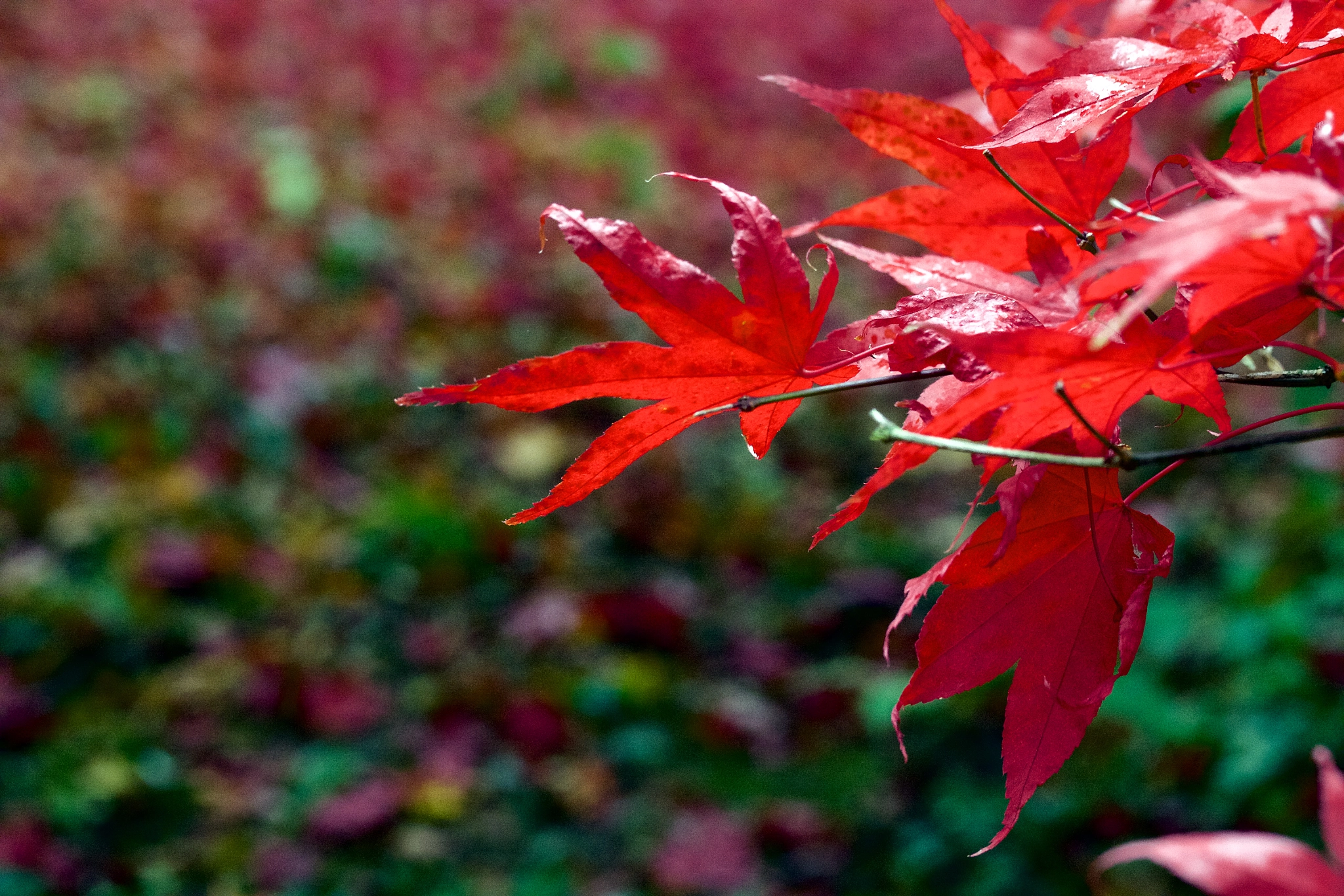 Canon EF-S 60mm F2.8 Macro USM sample photo. Autumn photography