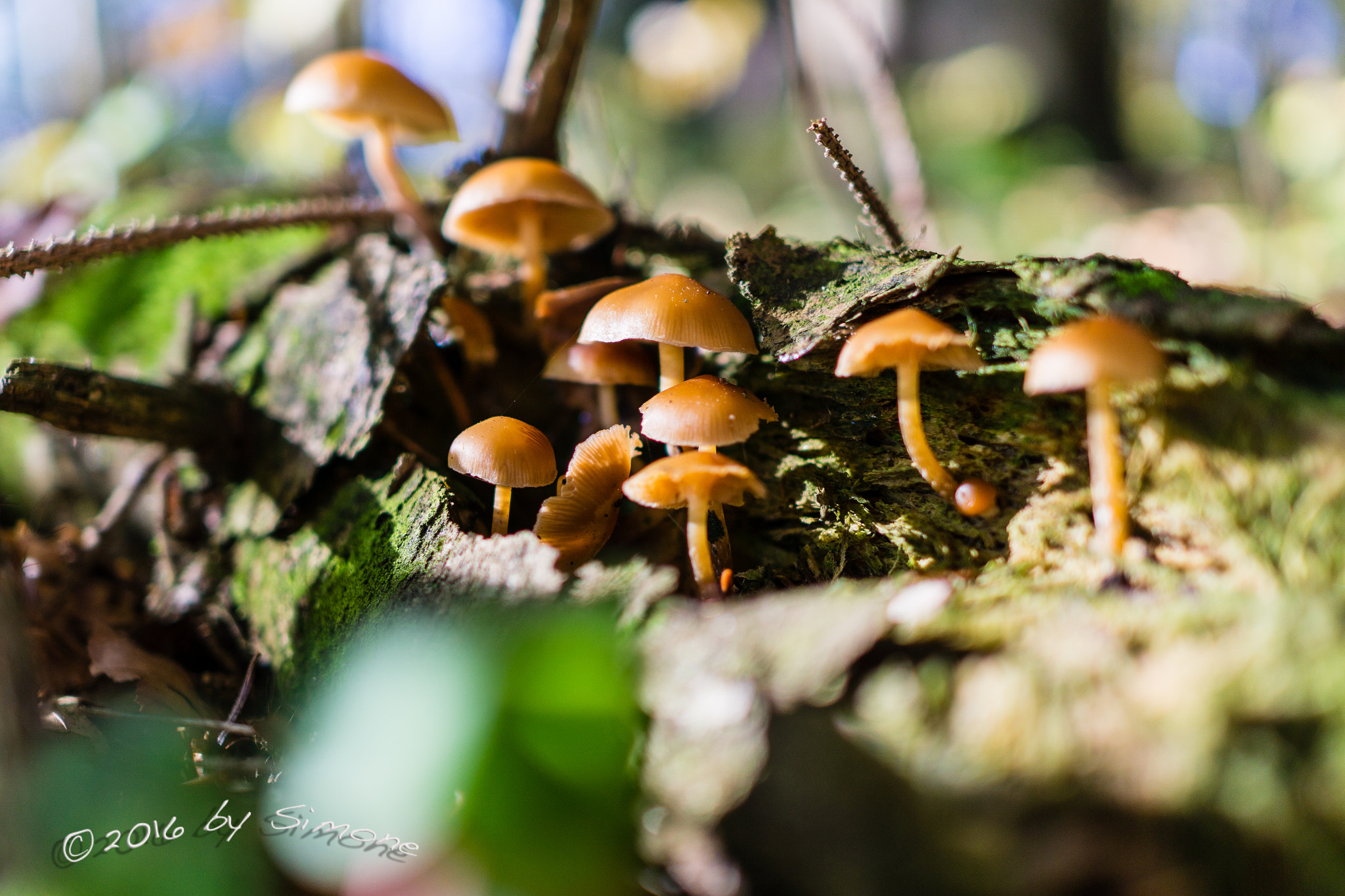 Sony Sonnar T* E 24mm F1.8 ZA sample photo. Pilze im stamm photography
