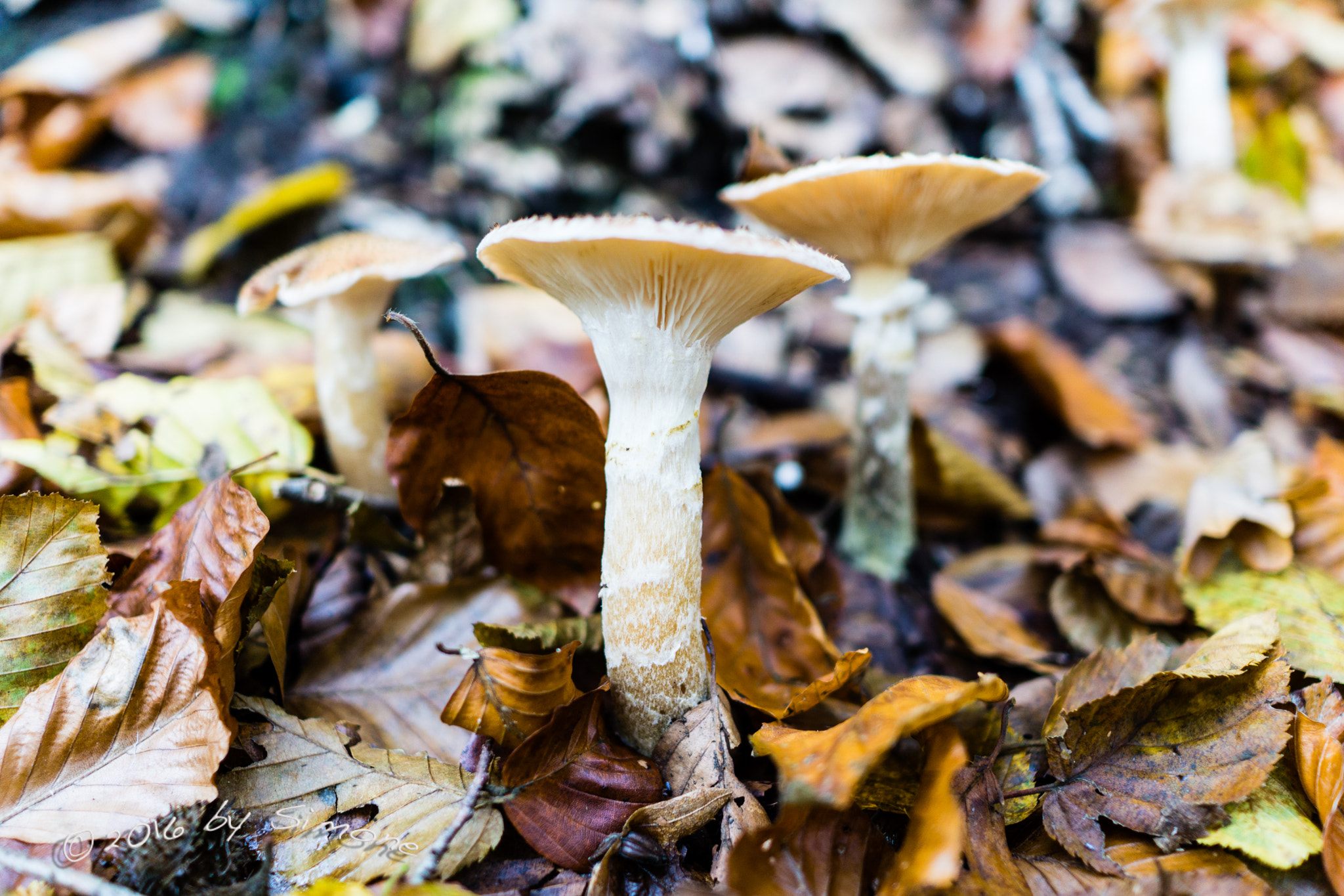 Sony Sonnar T* E 24mm F1.8 ZA sample photo. Pilz-trio im herbstlaub photography