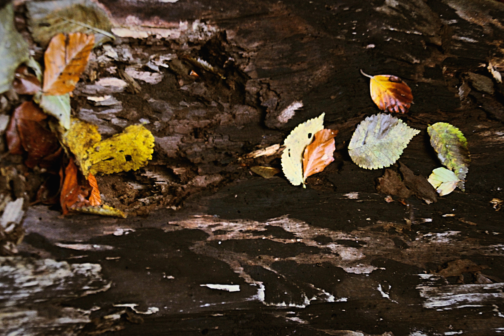 Canon EOS 500D (EOS Rebel T1i / EOS Kiss X3) sample photo. Dreamriver of leaves photography