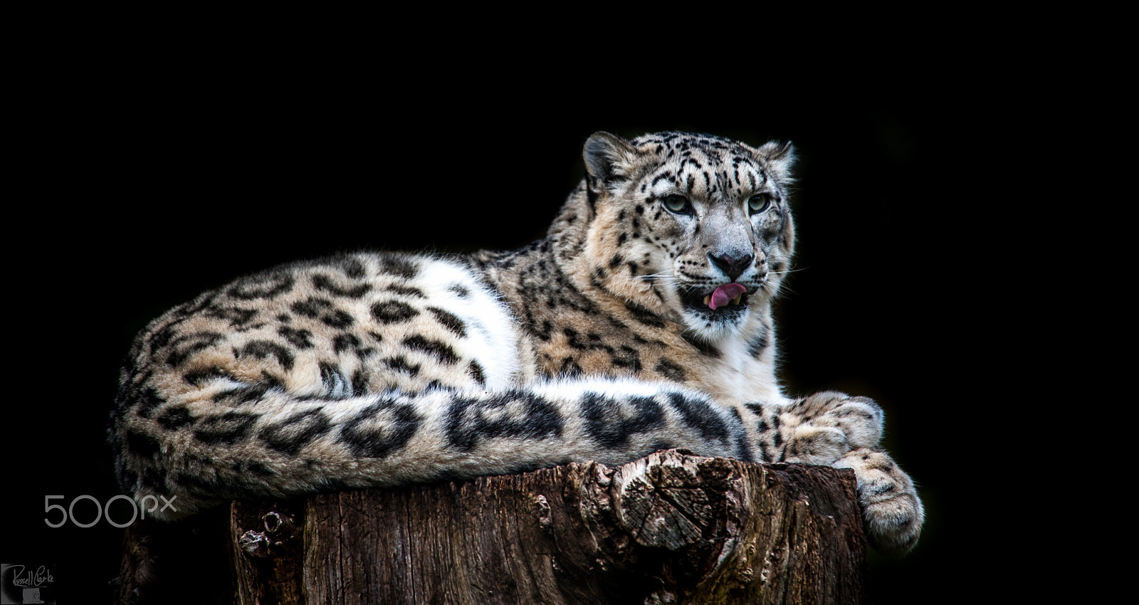 Nikon D700 sample photo. Snow leopard photography