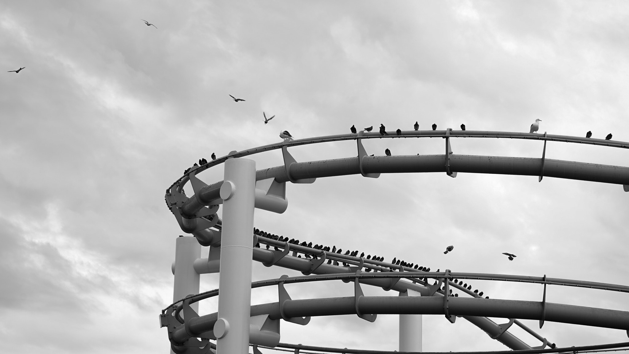 24-105mm F4 G SSM OSS sample photo. Birds on a rollercoaster photography