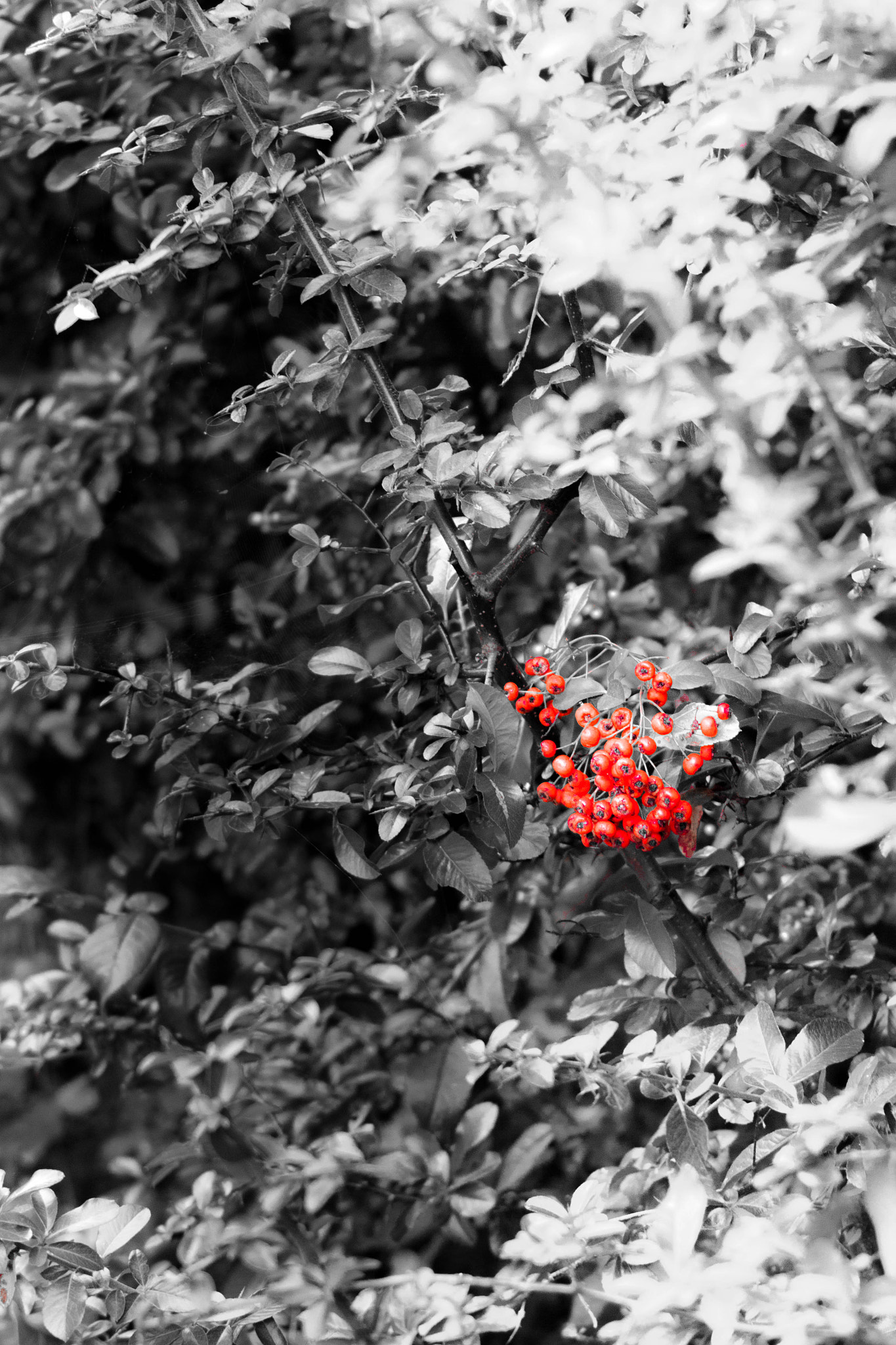 Canon EOS 500D (EOS Rebel T1i / EOS Kiss X3) sample photo. Red autumn berries photography