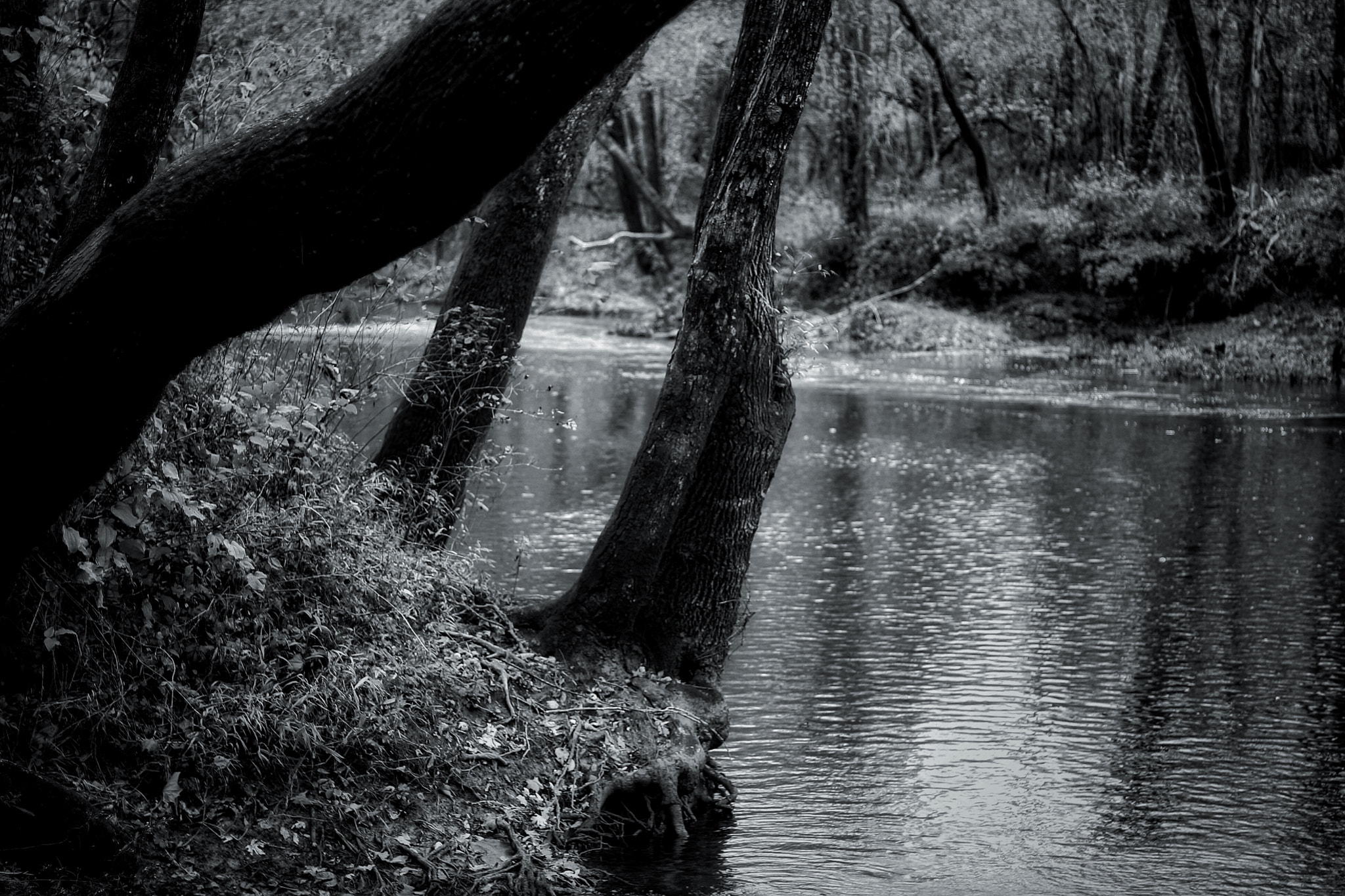 Canon EOS 1000D (EOS Digital Rebel XS / EOS Kiss F) sample photo. Banks of the james river on a fall day photography
