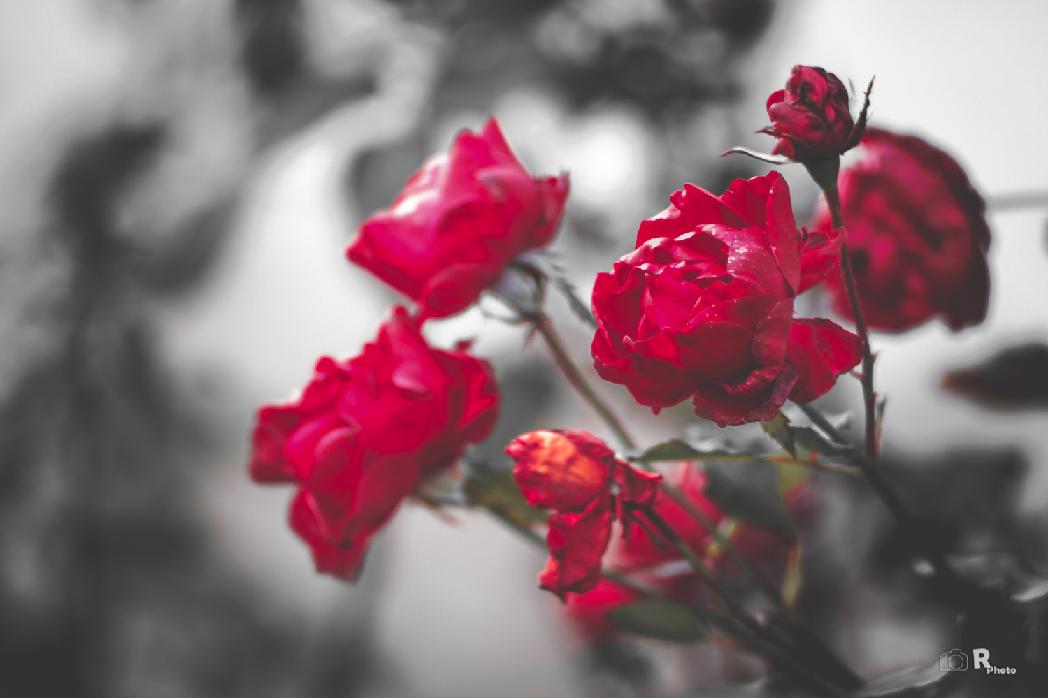 Canon EF 35-80mm f/4-5.6 sample photo. Roses photography