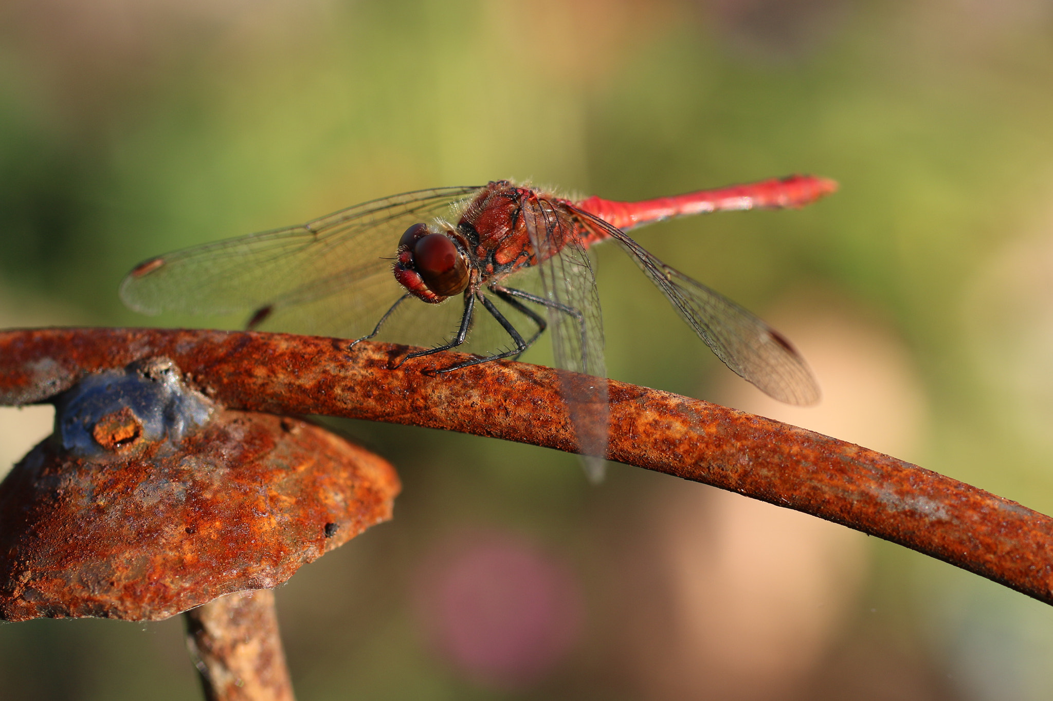Canon EOS 70D + Canon EF 50mm F2.5 Macro sample photo. Iron dragonfly photography